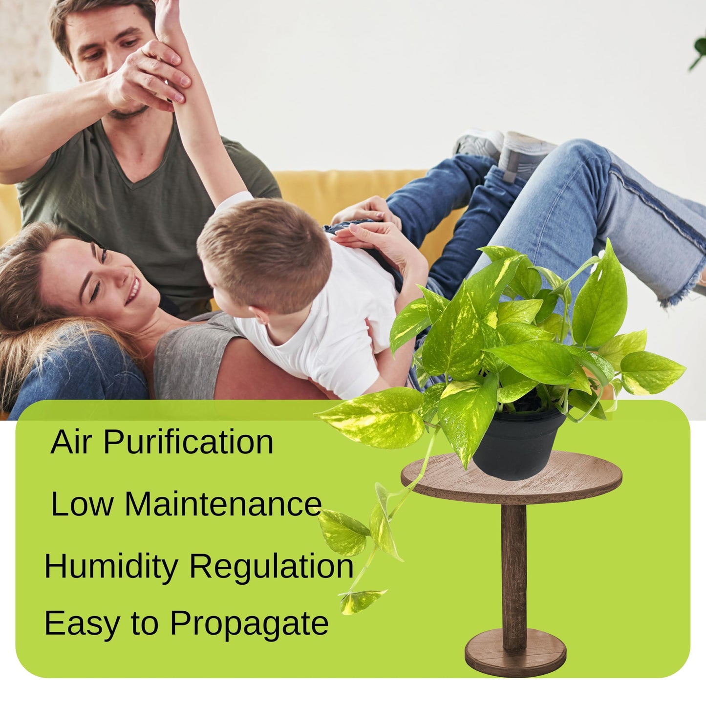 Live Pothos Indoor Houseplants, House Warming Gift, Low Maintenace, Easy to Grow, Air Purifying, Versatile Placement, Gift for Office and Home Decor, 10 to 12 inches Tall