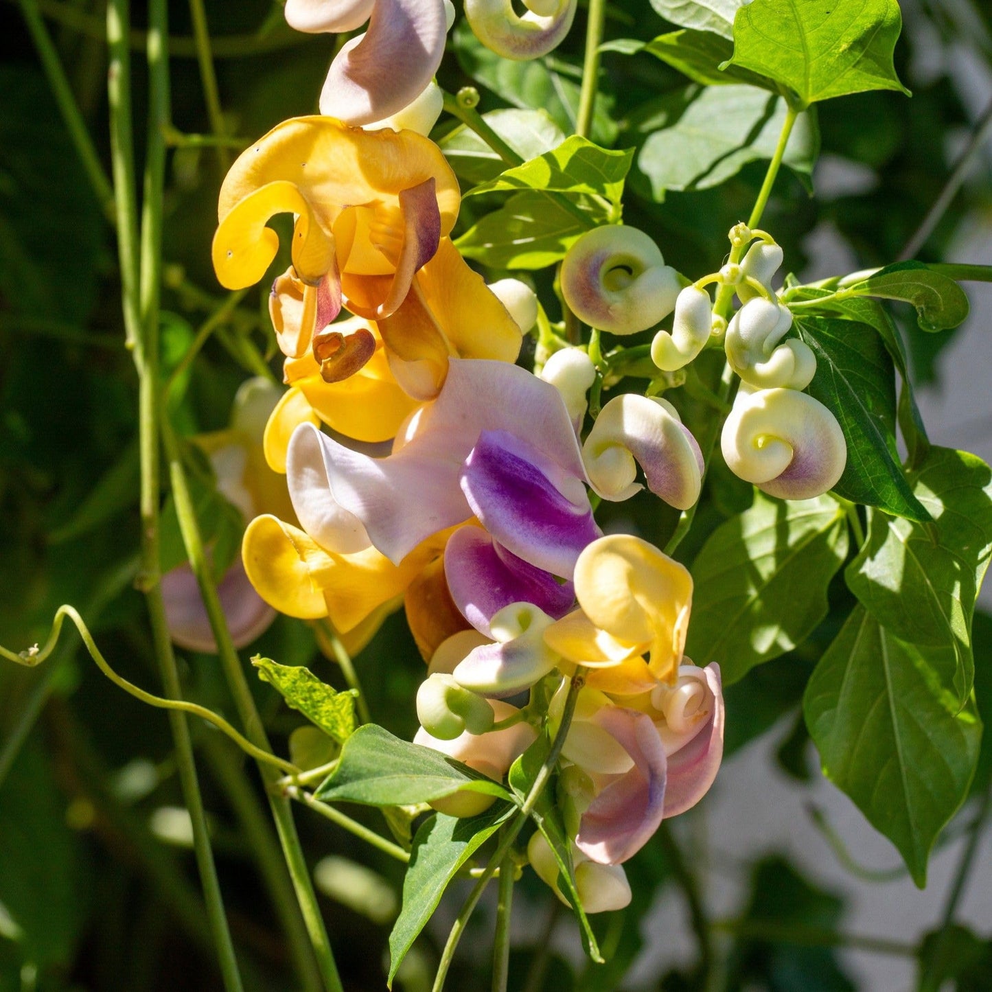 Easy to Grow Corkscrew Vine 1 Plant - Potted Perennial Flower in a Quart Pot, Summer Fragrant Purple, Pink & Ivory Blooms in Sun (Vigna Caracalla)