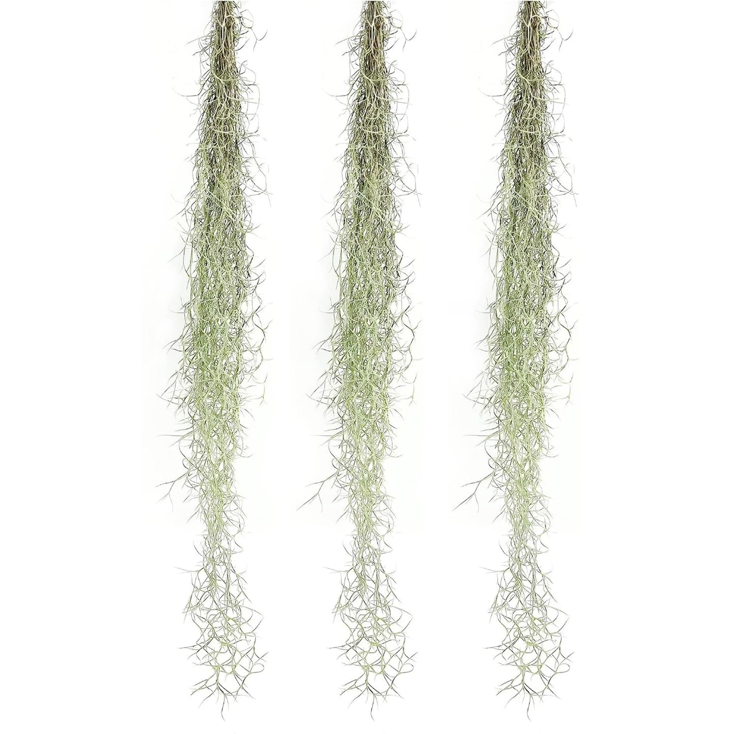 ragnaroc Tillandsia Usneoides ‘Thick-Colombian Spanish Moss’ - ragnaroc Indoor Tropical Plant 16” / 3 oz - Live Arrival Guaranteed - Live Air Plant & House Plants for Home Decor & Gift