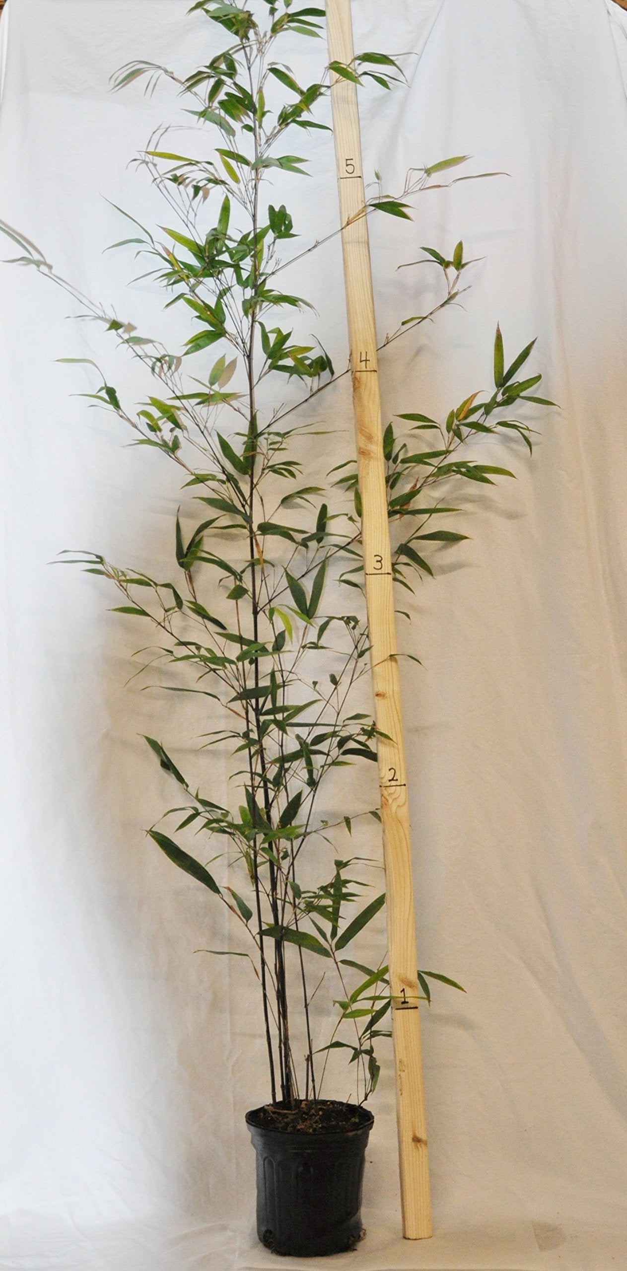 Box of 4 Plants - Black Bamboo - Giant Timber Bamboo - Phyllostachys Nigra - 1 Gallon Size - 3+ Feet Tall t