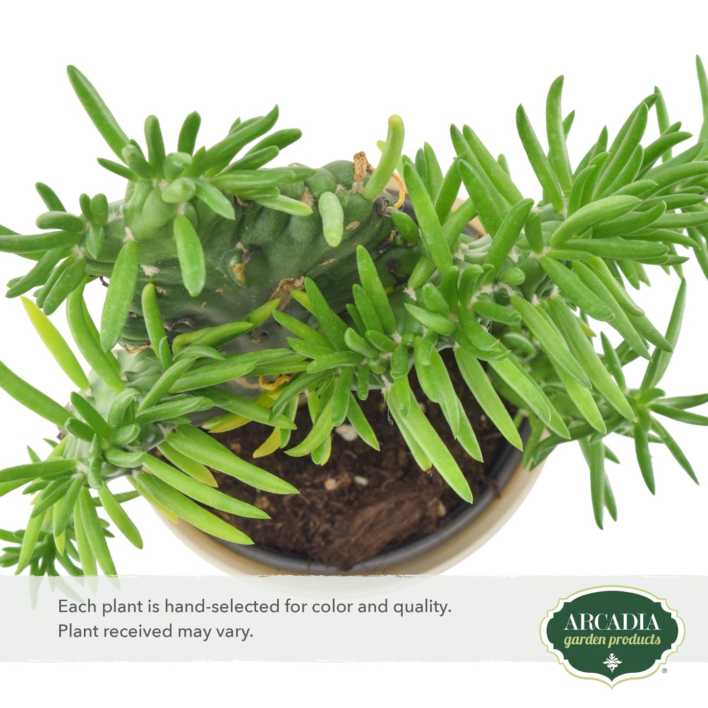 Arcadia Garden Products Live Opuntia subulata ‘Cristata’ Rare Indoor Houseplant in Plastic Pot, Tropical Plant Collector Gift for Home and Garden Decor, 4-inch, Beige