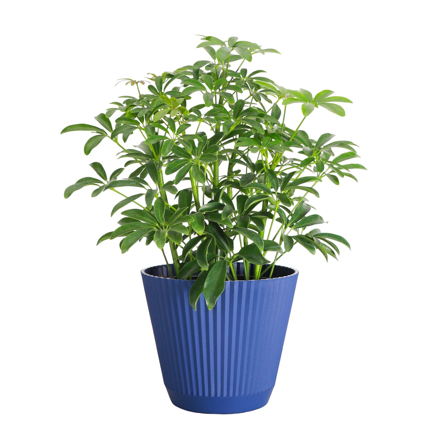 Thorsen's Greenhouse Live Arboricola Umbrella Tree Plant, Schefflera Arboricola, Natural Air Purifier, Easy to Grow, Live Indoor Houseplant, 6-inch Diameter (Navy (6" Pot))