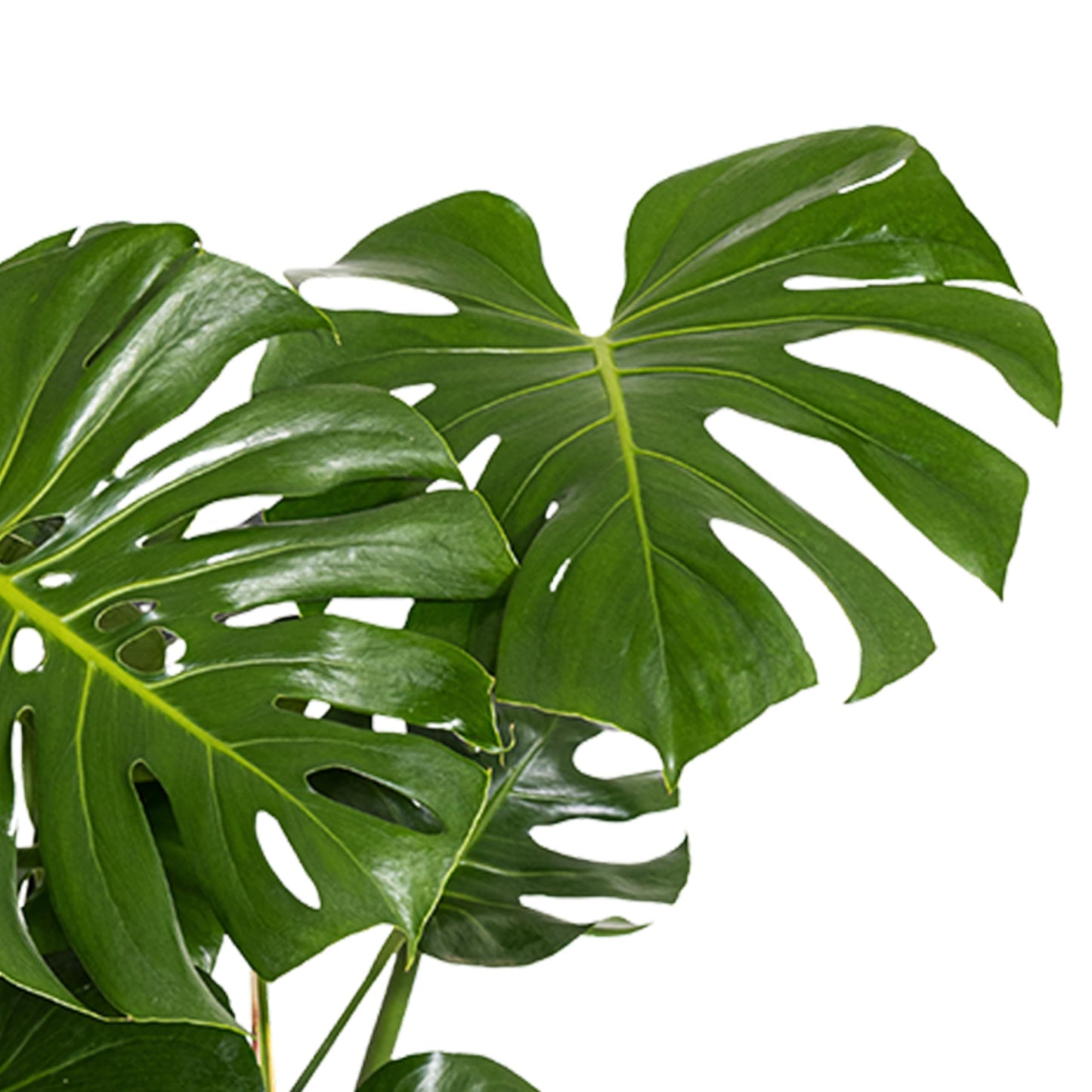 Monstera Deliciosa Live Plant by United Nursery, Swiss Cheese Plant, 24–28 inches Tall in 10 inch Plant Pot, Indoor House Plant, Easy Care Floor Plant for Patio, Office, or Home Decor