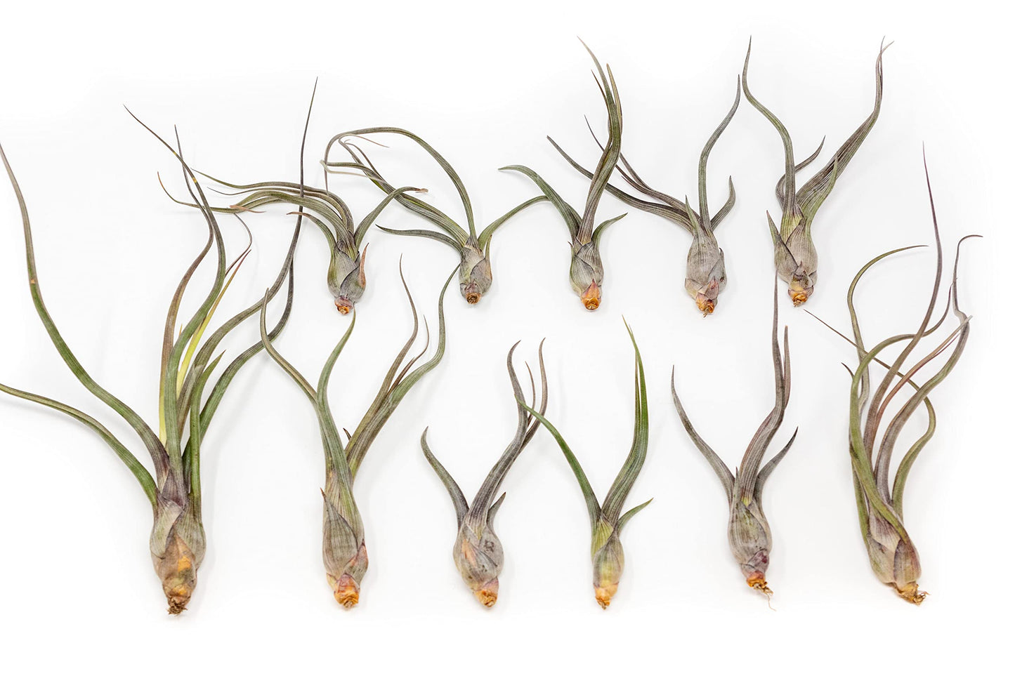 12 Pack Large Air Plant Baileyi 6 to 8 Inches - Available in Wholesale and Bulk - Live Succulent House Plants - Home and Garden Decor - Easy Care Indoor and Outdoor Plants