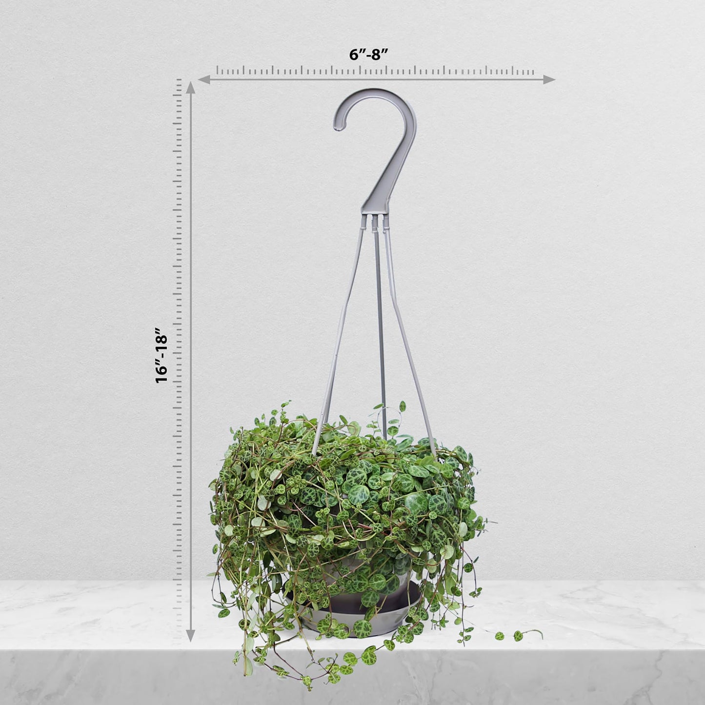 Live String of Turtles, Peperomia Prostrata, Jade Necklace, Gardener Gift, Wedding Decor, Housewarming Gift for The First Home, Office Gift, Indoor Plant in 4.5" Hanging Basket