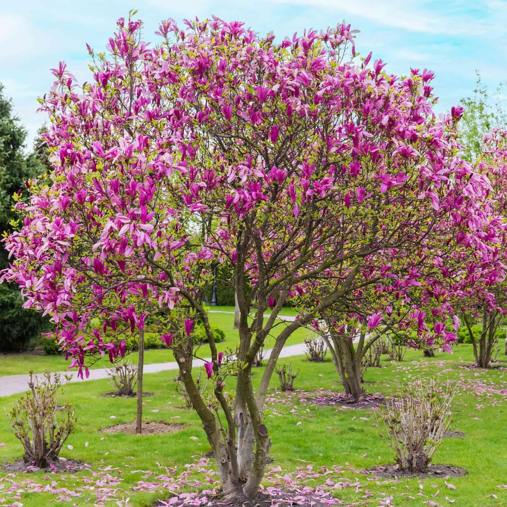 Jane Magnolia Plant Live, 6-12 Inch Tall, Magnolia Tree in 2.5” Pot, Flowering Ornamental Tree