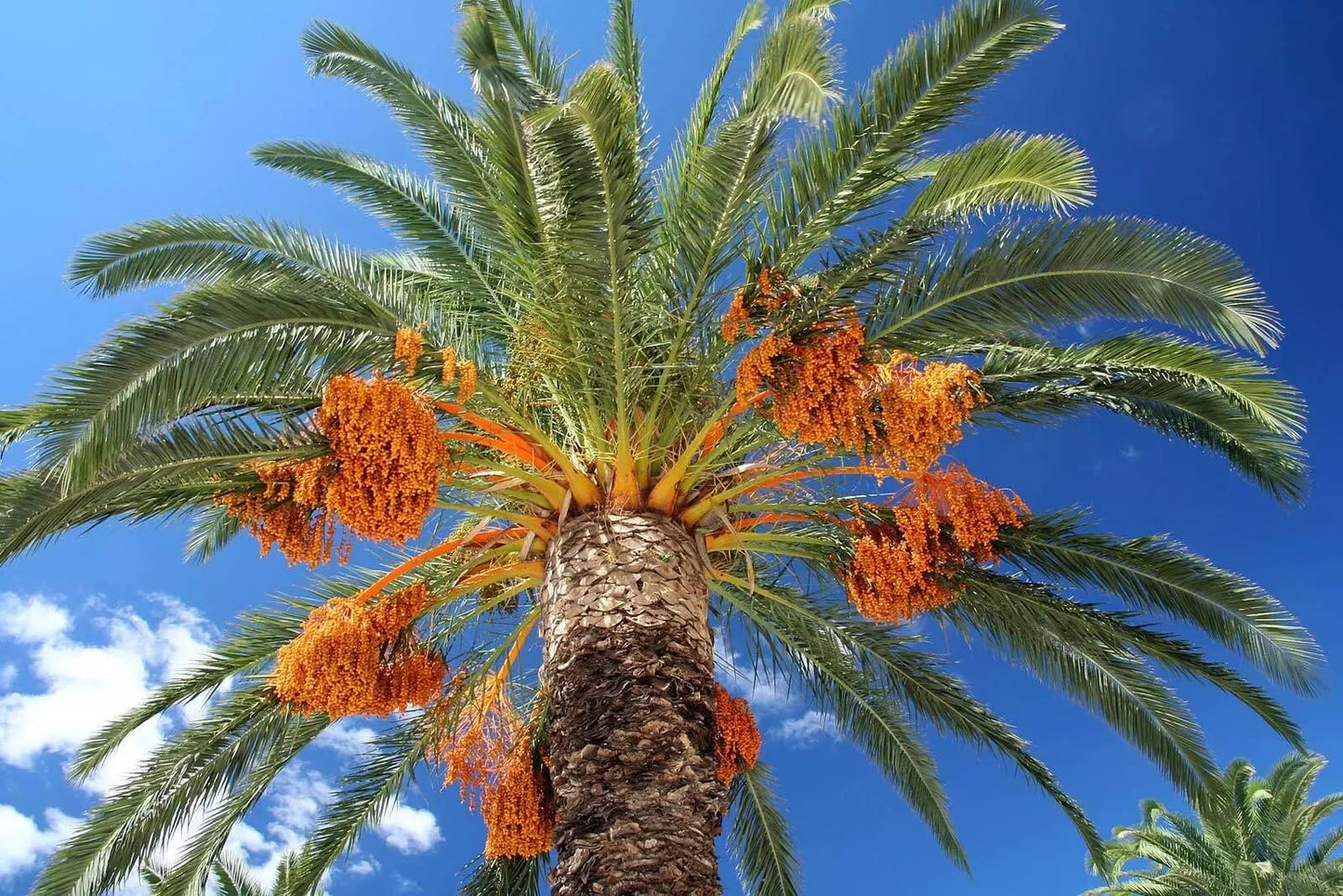 Medjool Date Palm Tree Seeds - Phoenix Dactylifera - 10 Seeds for Growing Edible Fruit