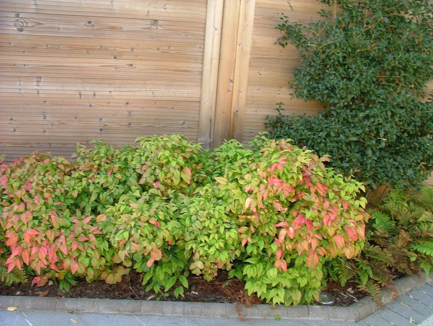 Live Plant - Firepower Nandina Heavenly Bamboo