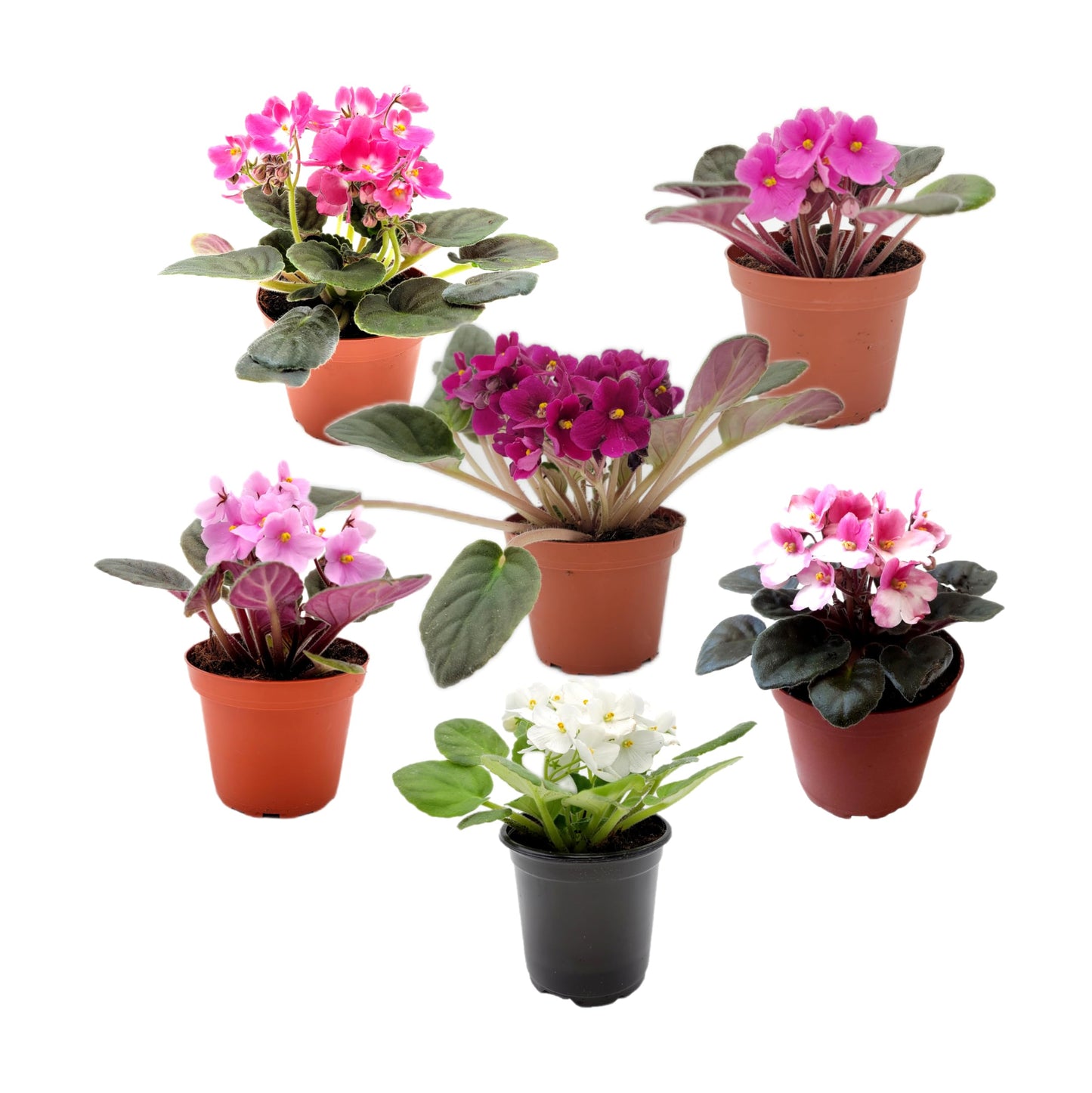 4-Pack of 4” Pots African Violets, Saintpaulia ionantha, from 12 Available Colors, Colors May Vary but All Different, African Violet Live Plant, African Violet Plants, Plant Gifts, Holiday Gifts