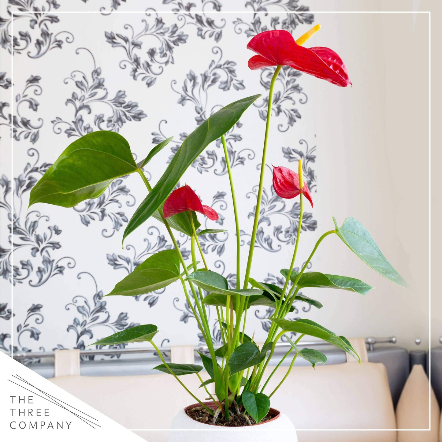 4.5'' Anthurium - 3 Per Pack