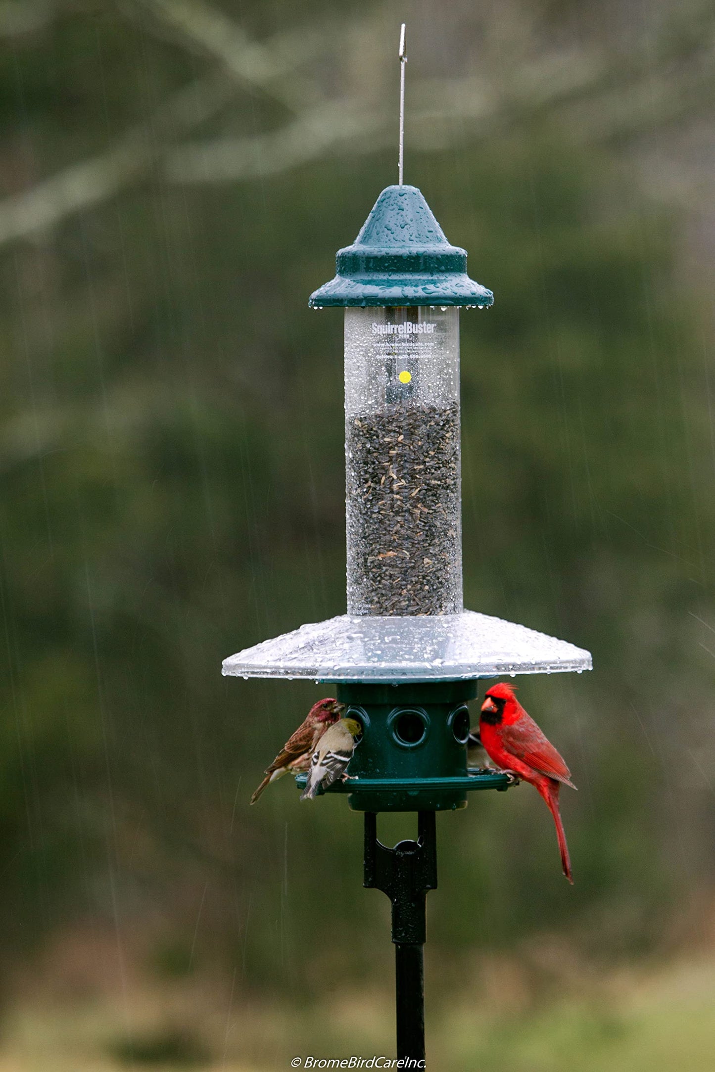 Squirrel Buster Plus Squirrel-proof Bird Feeder w/Cardinal Ring and 6 Feeding Ports, 5.1-pound Seed Capacity, Adjustable, Pole-mountable (POLE ADAPTOR SOLD SEPARATELY), Green