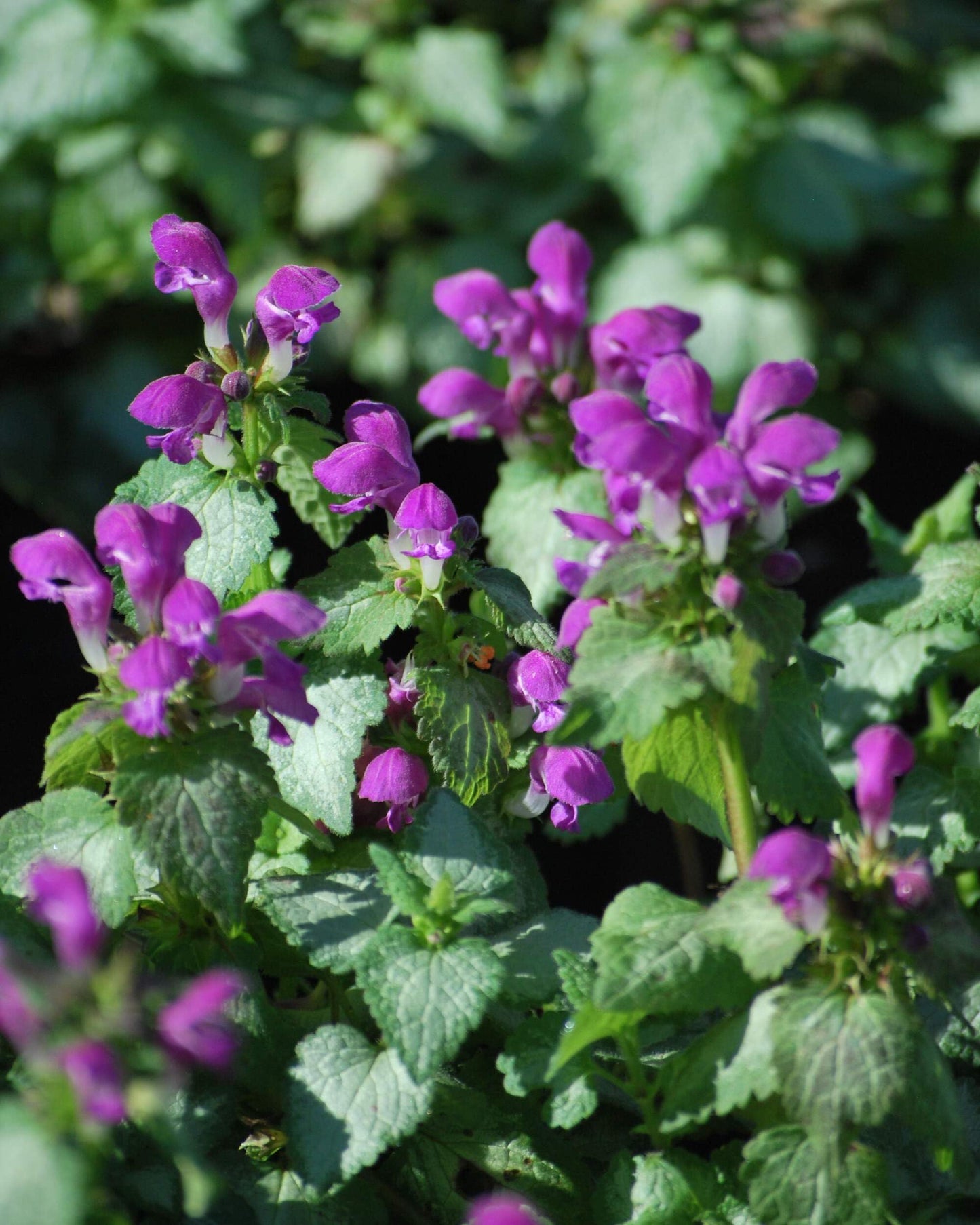 Perennial Farm Marketplace Lamium maculatum ‘Beacon Silver’ (Dead Nettle) Live Perennial, Size-#1 Container, Pink Spring Flowers with Silver Variegated Foliage