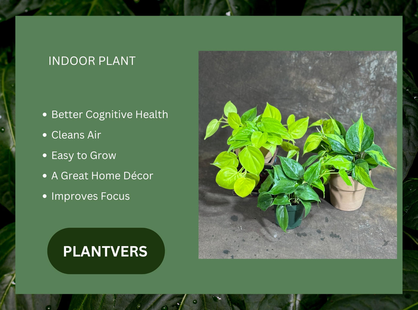 PLANTVERS Set of 3 Philodendron Plants in 4'' Nursery Pots – Brazil, Lemon Lime & Jade Heartleaf Philodendron Varieties – Live Indoor Vining Houseplants – Variegated Easy Care & Air Purifying Plants