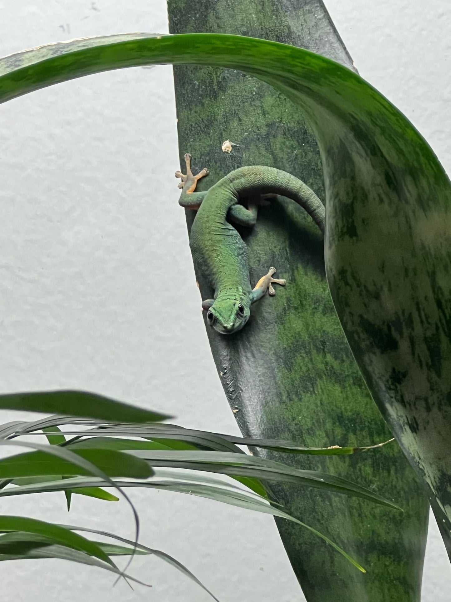 Josh's Frogs Sansevieria spp. 'Snake Plant' - Grower's Choice (2" Pot)