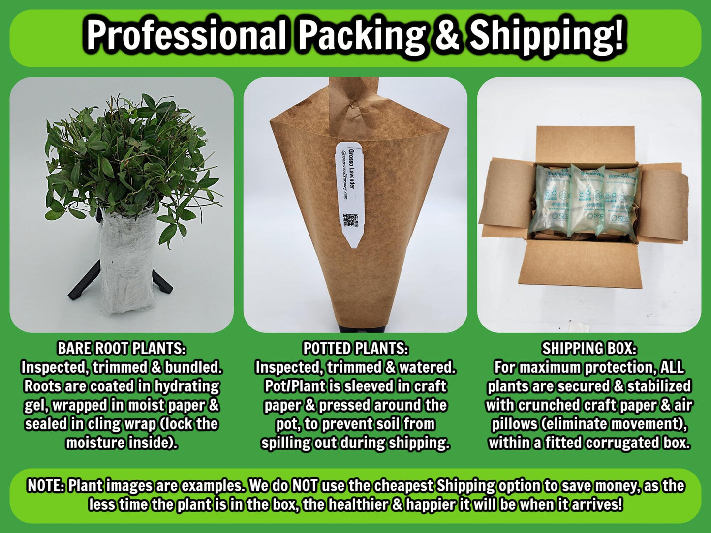 Greenwood Nursery: Live Trees - Nellie R. Stevens Holly Tree + Ilex X - [Qty: 5X 2.5 Pots] - (Click for Other Available Plants/Quantities)