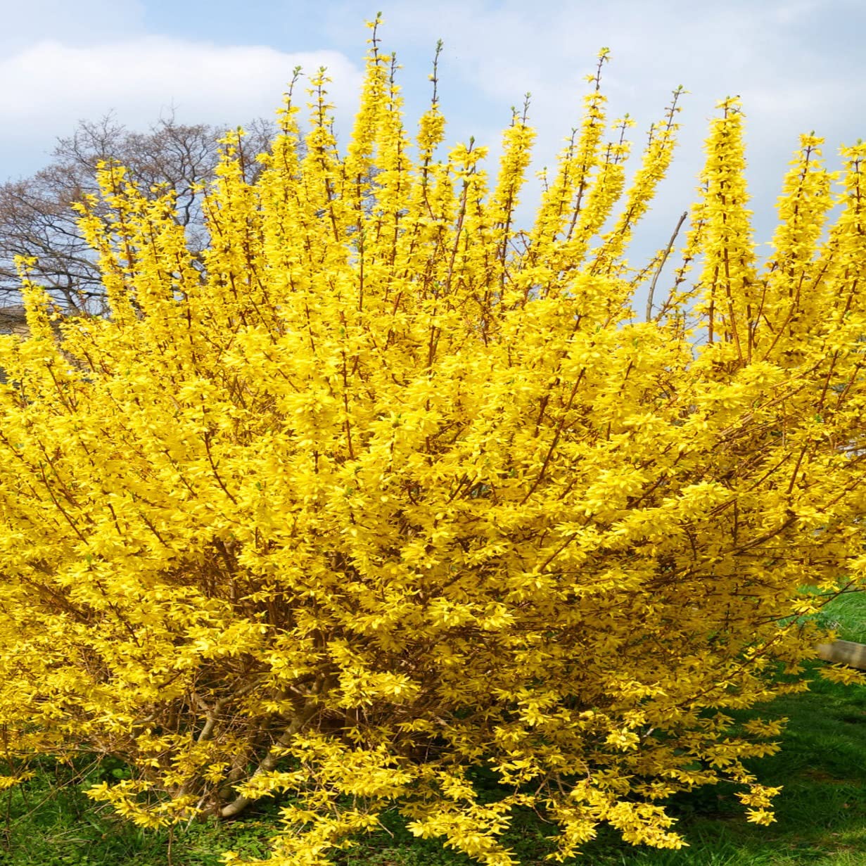 Votaniki Forsythia Lynwood Gold 1-2 Ft Plant - Perennial, Lynwood Variety, Fast Growing Tree | Forsythia Lynwood Gold Shrub - Low Maintenance Flower Plants (2 Pack)
