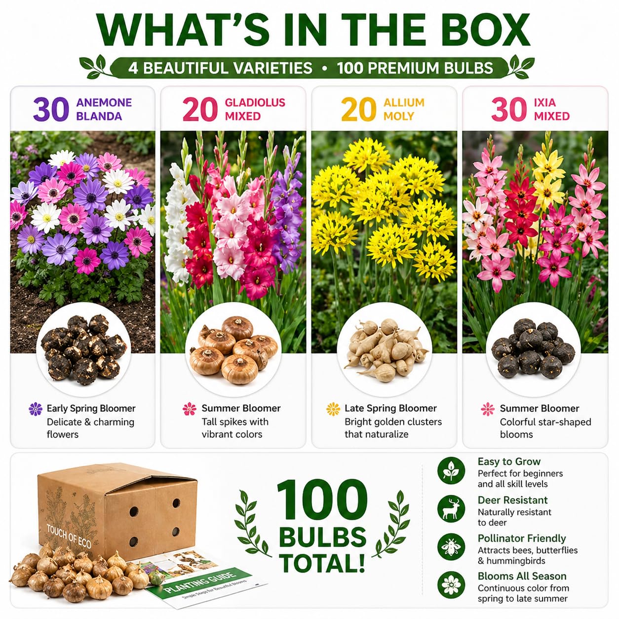 100 Premium Bulbs for Spring and Summer Flower Mix – Anemone, Gladiolus, Allium & Ixia – Easy-Grow Perennial Garden Flowers – Attracts Bees, Butterflies & Hummingbirds – Outdoor Planting