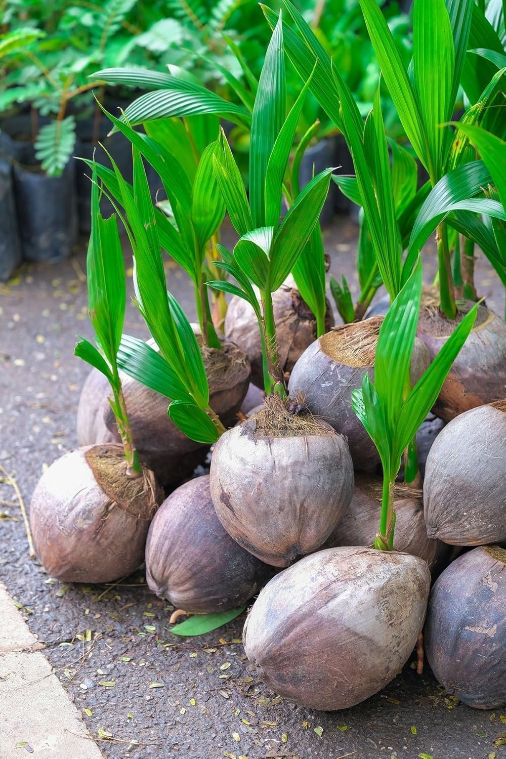 Live Dwarf Green Malayan Coconut Palm 6 to 12 inch Tall, Cocos nucifera Seedling for Planting, Sprouted Coco Plant Produces Edible Fruits, Ready to Grow