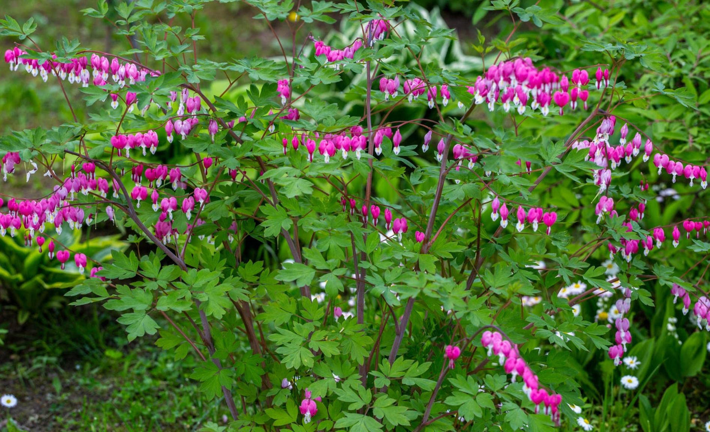 Votaniki Bleeding Hearts Flower Bulbs - Dicentra Spectabilis Bulbs for Planting | Heart-Shaped Blooms, Perennial Flower - Easy to Grow and Low Maintenance (1 Pack)