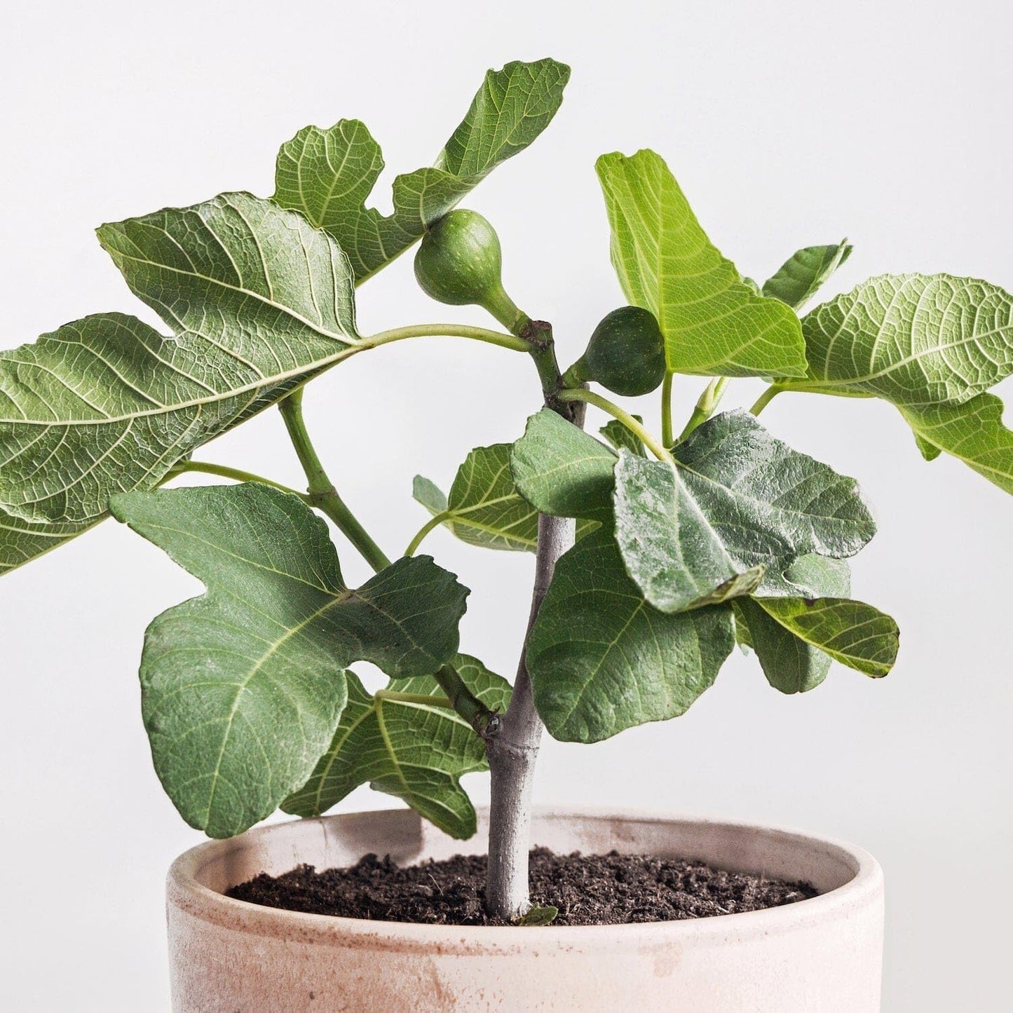 Fignomenal Fig Tree - Dwarf Fig Tree – Perfect for Containers - 4-6 Inches Tall - Self Fertile - Ficus Carica