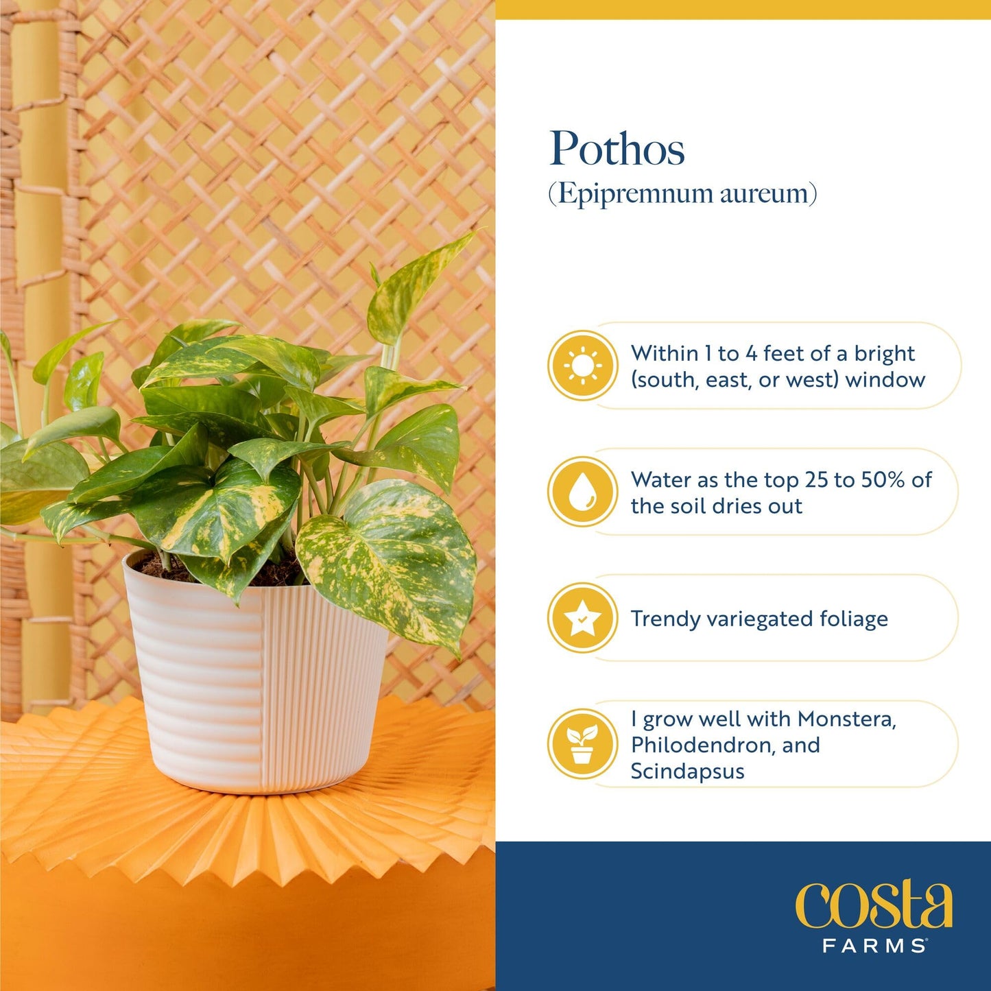 Costa Farms Champs Élysées Pothos Live Plant in Self Watering Pot, Indoor Houseplant, Trailing Vining, Perfect for Home, Room, or Office Decor, Great House Warming or Birthday Gift, 12-14 Inches Tall