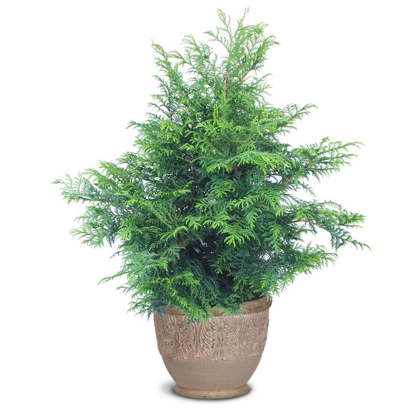 Proven Winners Soft Serve False Cypress (Chamaecyparis pisifera) Live Plant, 4.5" Qt, 4 Pack