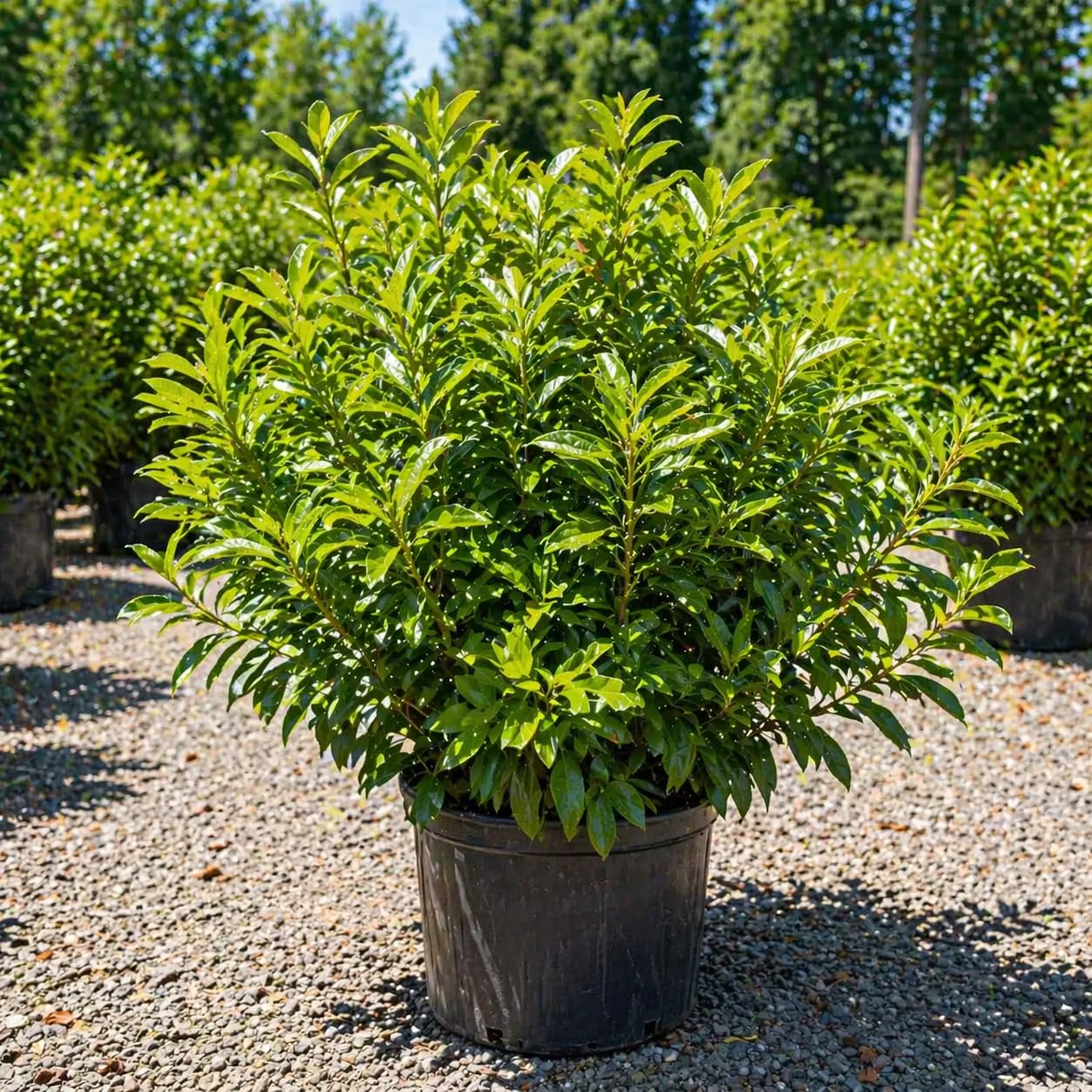 Live Skip Laurel Shrubs Plant, 2.5 Inch Pot Schip Laurel Plant, Easy Care, Hardy, Privacy Shrubs Fast Growing Ready to Plant, Ideal for Garden & Landscape Design