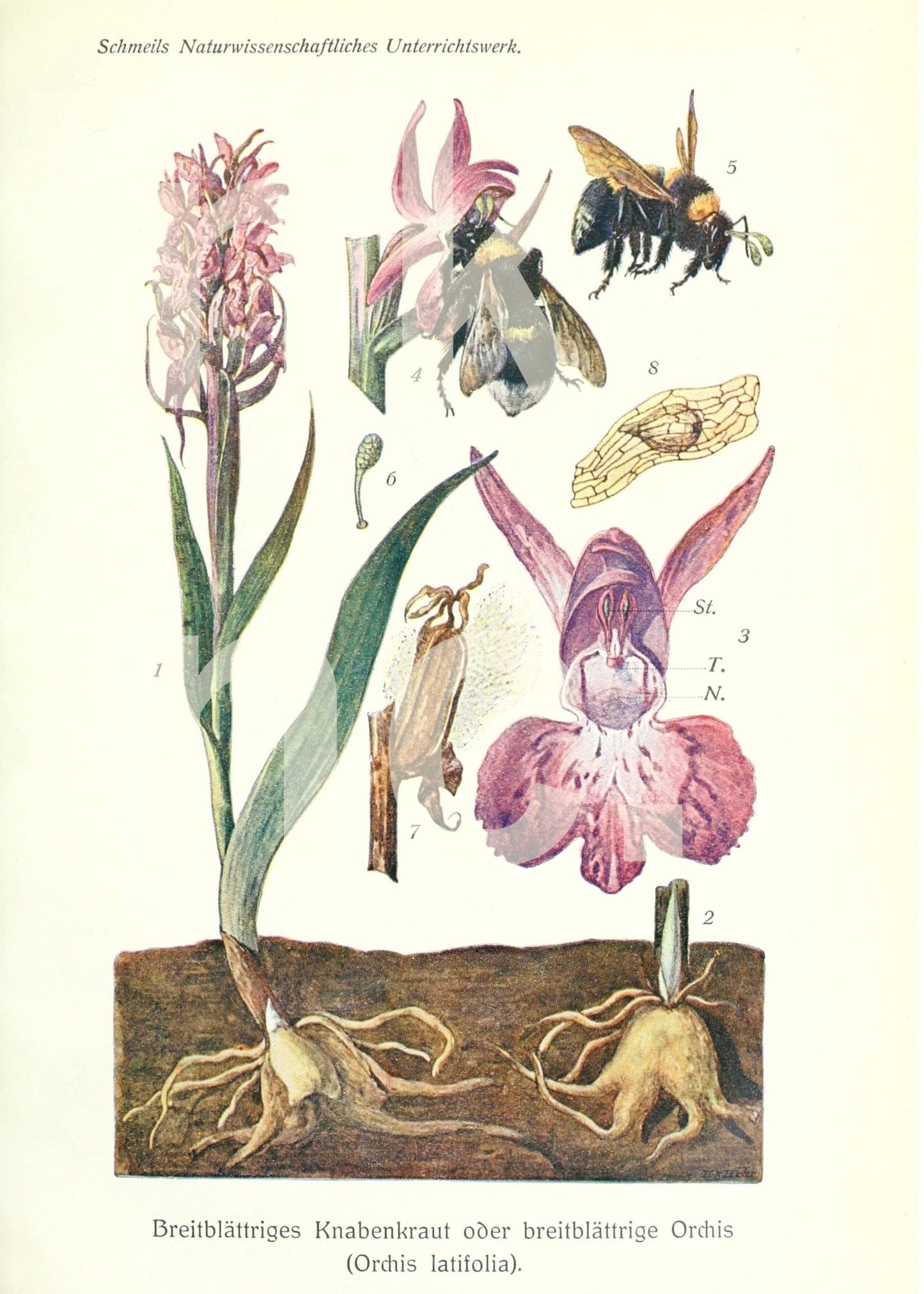 Ink Inc. Botanical Prints Wall Art Woodland Plants - Fern Wildflower Mushroom - Set of 9 5x7- Unframed