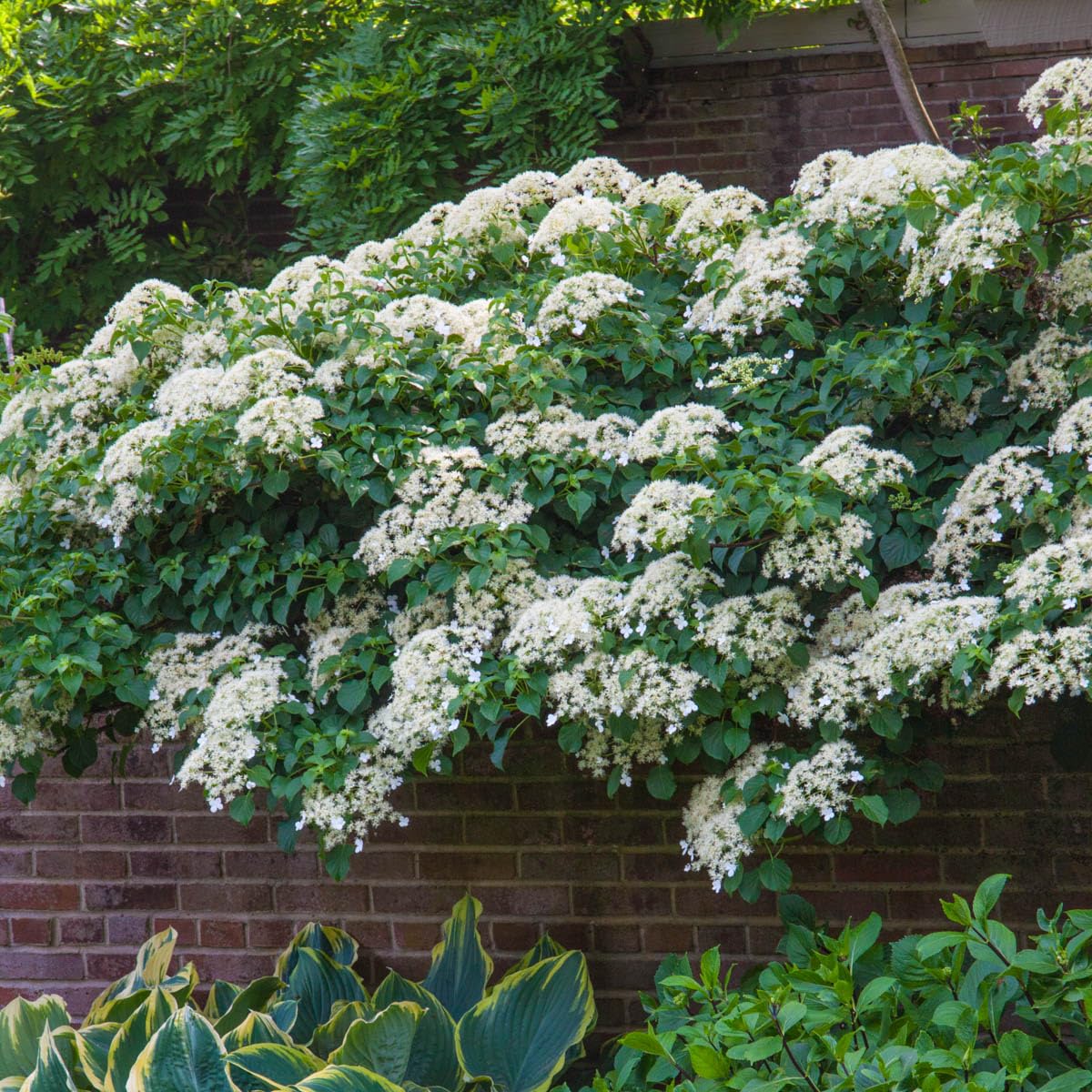 Petiolaris Climbing White Flowering Hydrangea Vine, Bare Root Starter Shrub - 1 Starter Plant per Offer