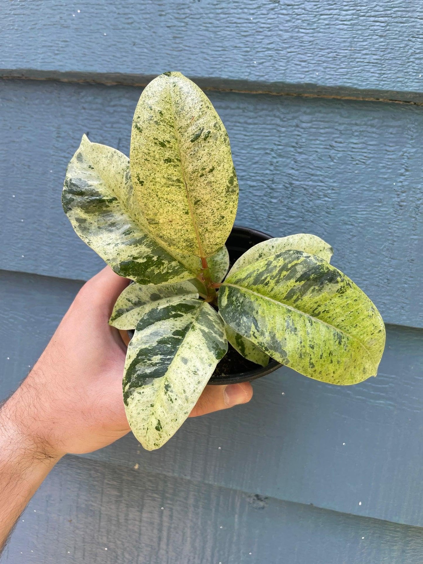 RedCrocus - RedCrocus Moonshine Ficus - Variegated Indoor Plant with Chartreuse Foliage, Bushy & Compact, Perfect for Decor & Floral Arrangements, Pet Warning, Indoor Use 6" Pot
