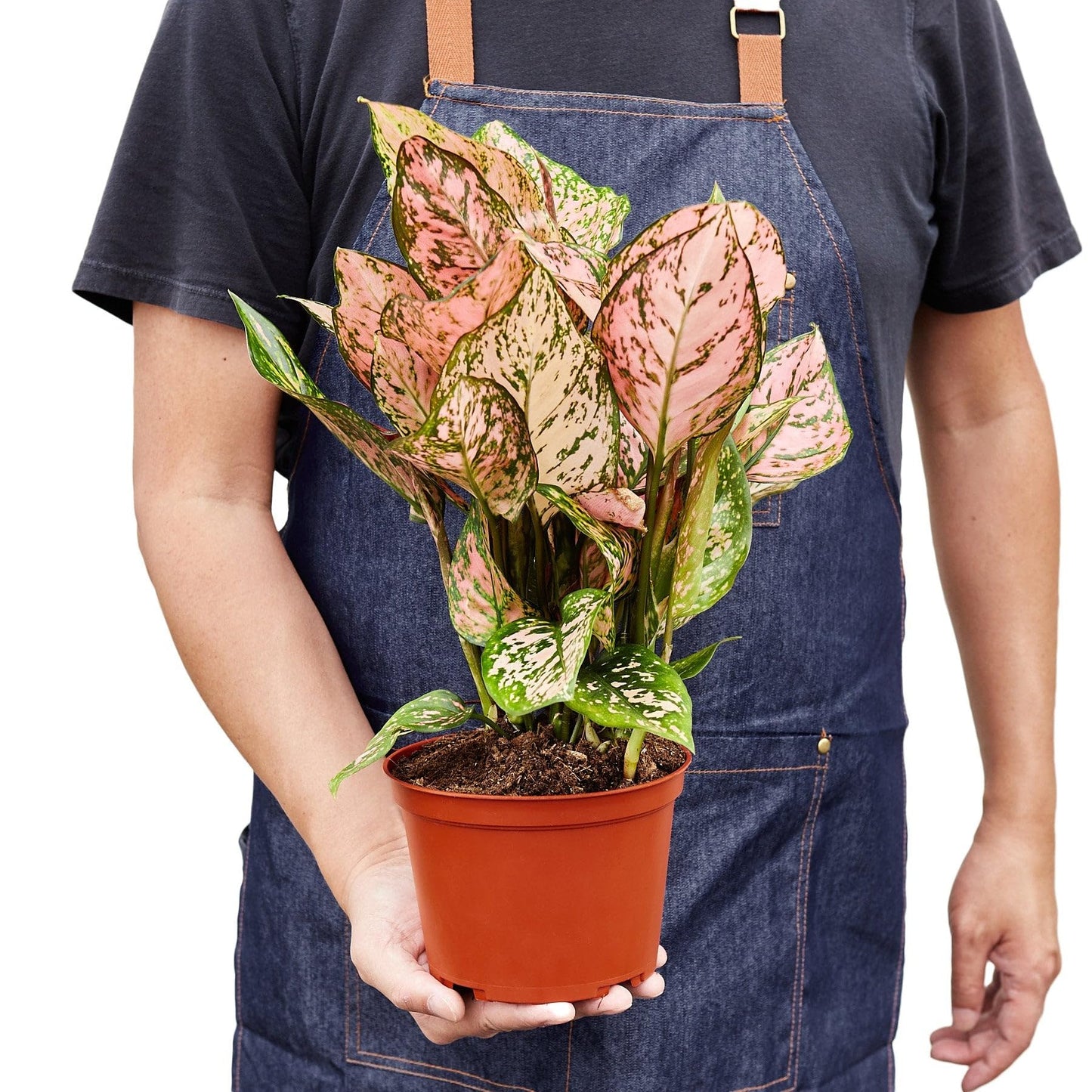 5 Pack Chinese Evergreen 'Lady Valentine' in 2in Pot - Live Plants Tropical Houseplants | Variegated | USA Growers | The Snobby Leaf