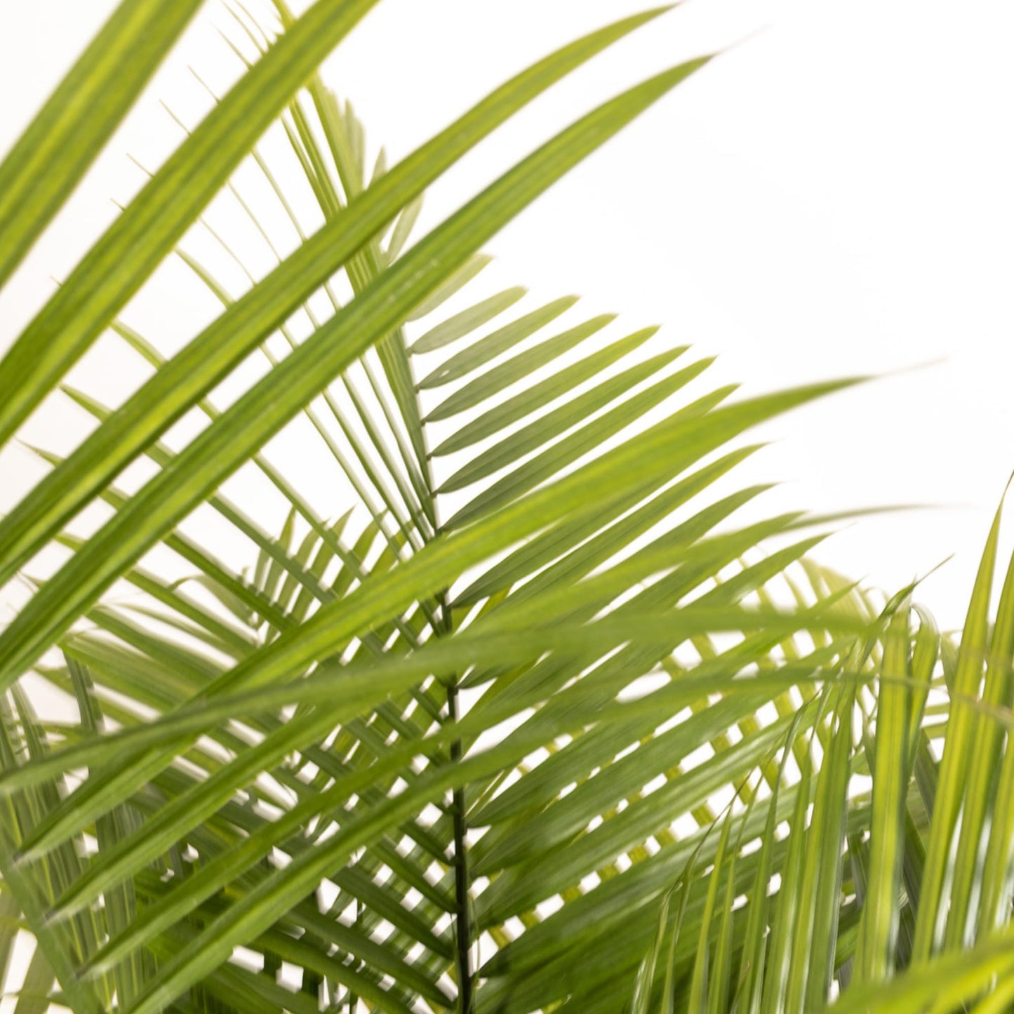 Majesty Palm Live Plant by United Nursery, Large Indoor House Plant, 32-36 inches Tall Tropical Palm Tree in Decorative Pot, Easy Care Large Floor Plant for Home Decor