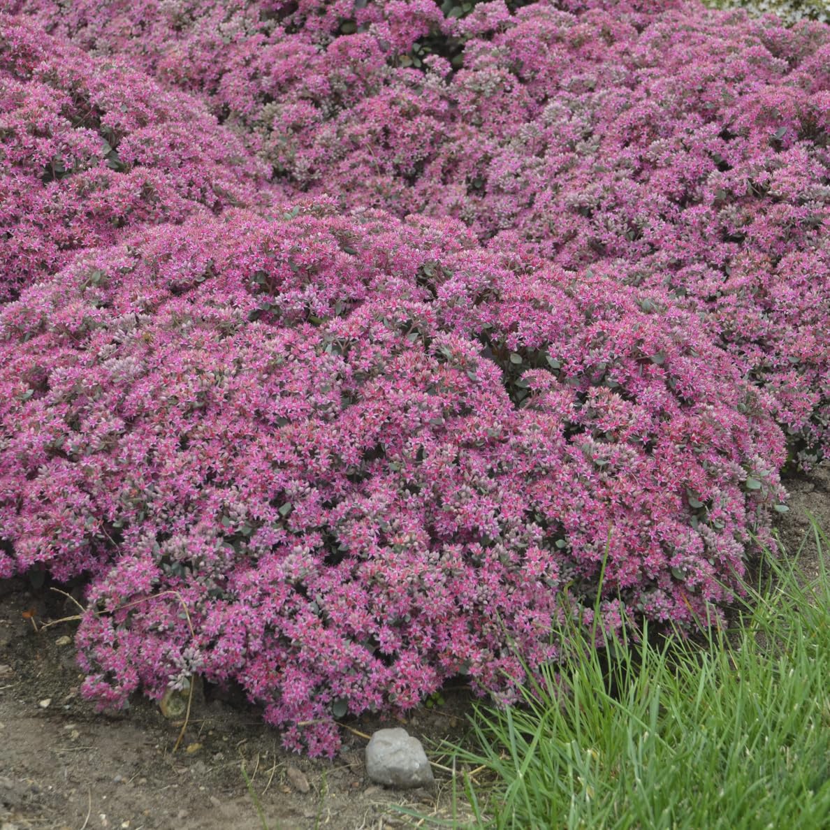 Live Plant from Green Promise Farms - Proven Winners, Sedum Rock 'N Round 'Popstar' Stonecrop, Pink/Purple Flowers - #1 Gallon Size Container