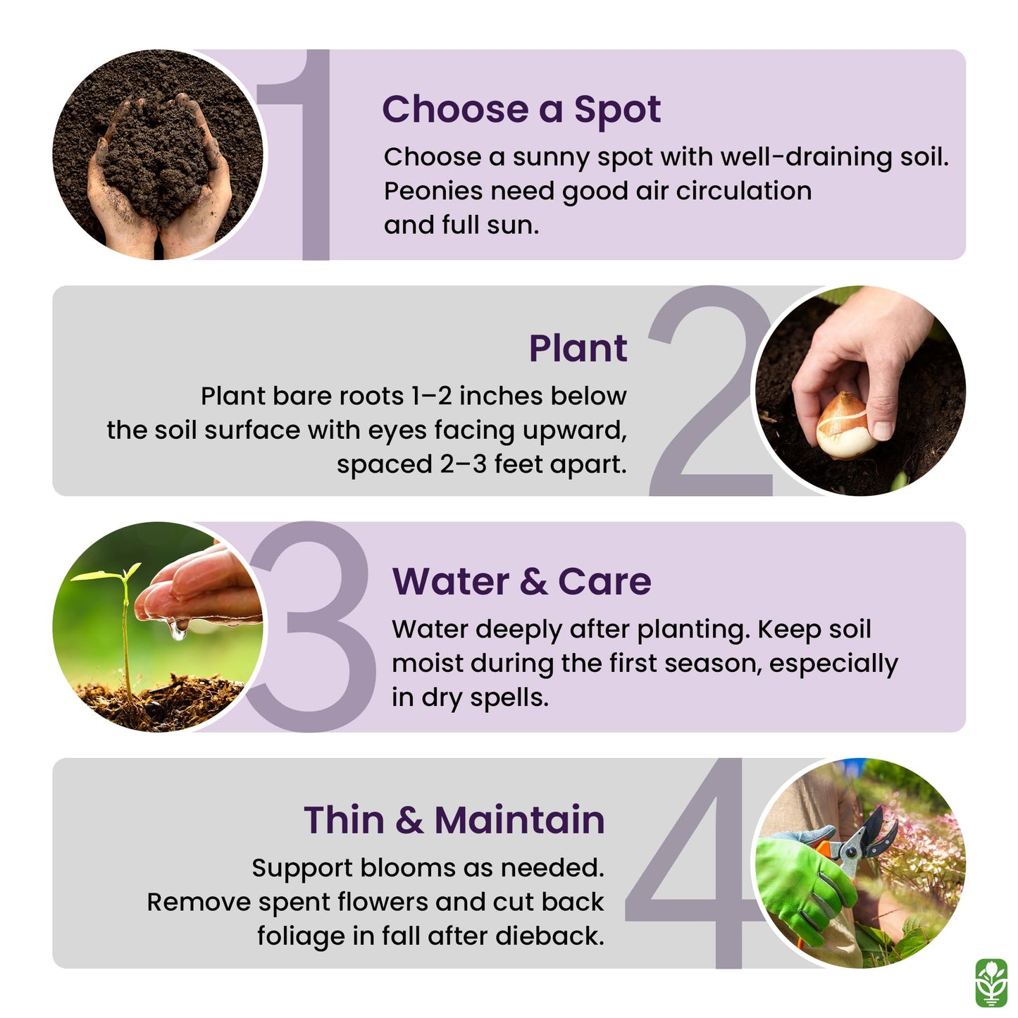 Peony Bare Root with 3-5 Eyes – Felix Supreme Peonies for Outdoor Planting – A Better Alternative to Bulbs and Seeds