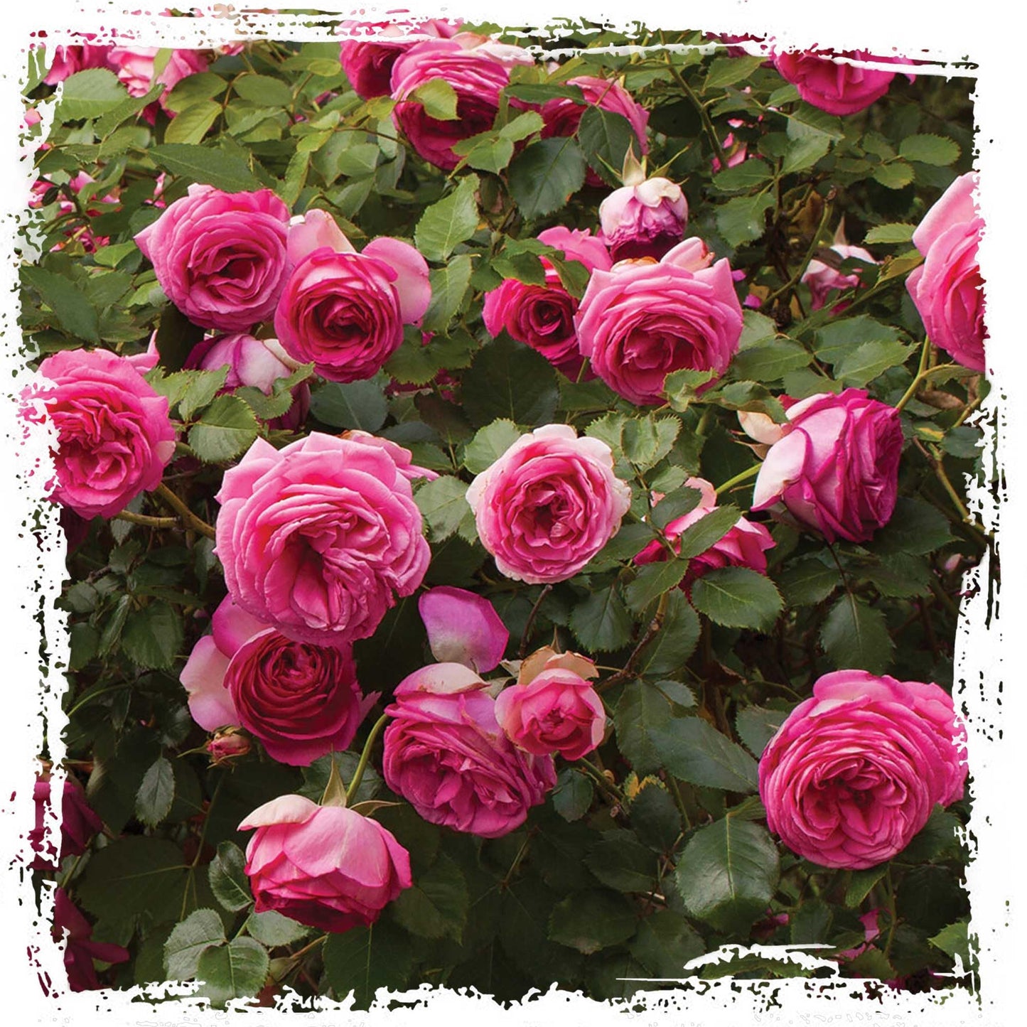 Pretty in Pink Eden Climbing Rose 1.5 Gal Potted Live Plant, Reblooming Fragrant Hot Pink Flowers, Climber for Trellis, Arbor, Fence or Screening, Own Root, Stargazer Perennials