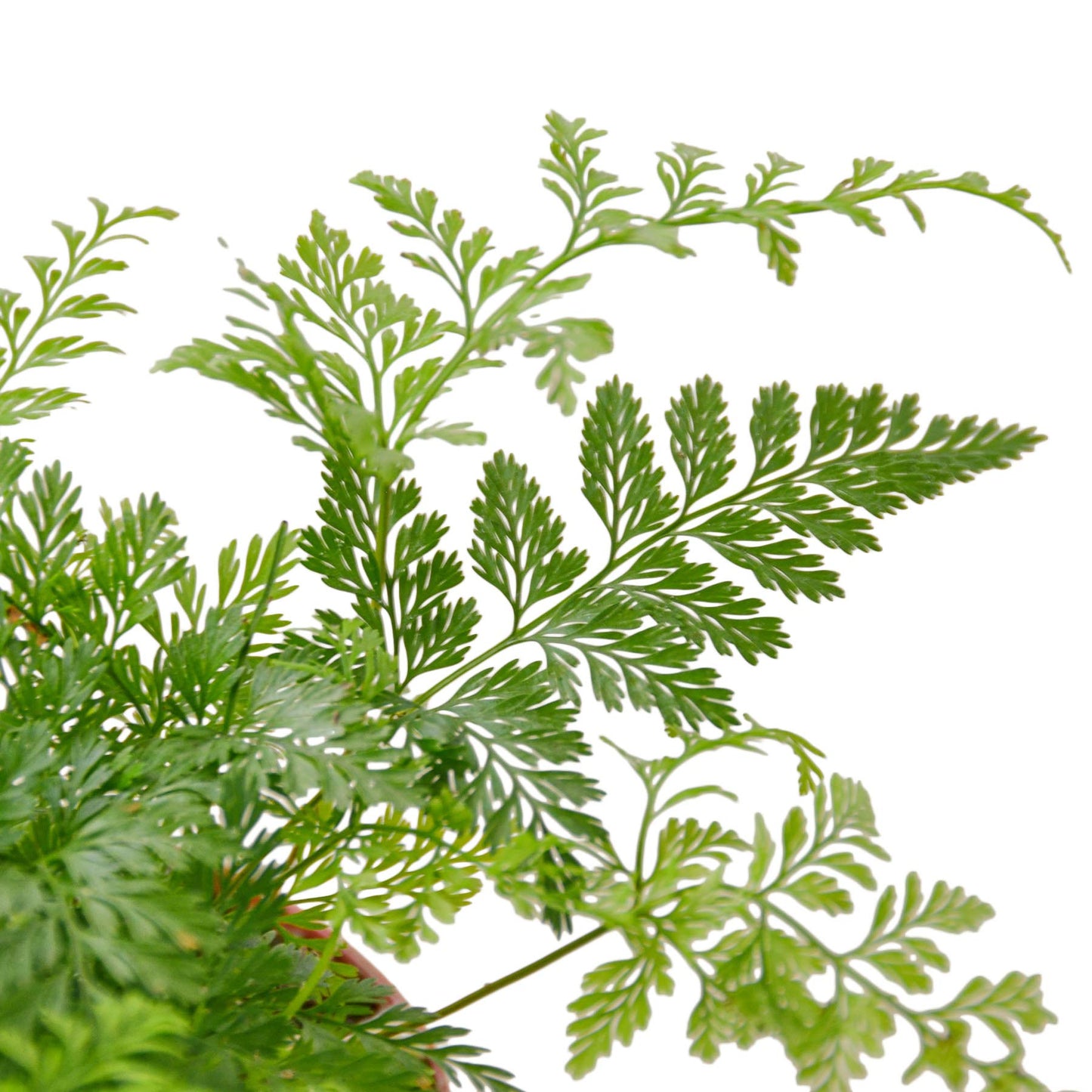 House Plant Shop | Fern 'Rabbit's Foot' - 4" Pot | Live Indoor Plant | Easy to Care | Natural Décor Plant | Great Gifts| Free Care Guide