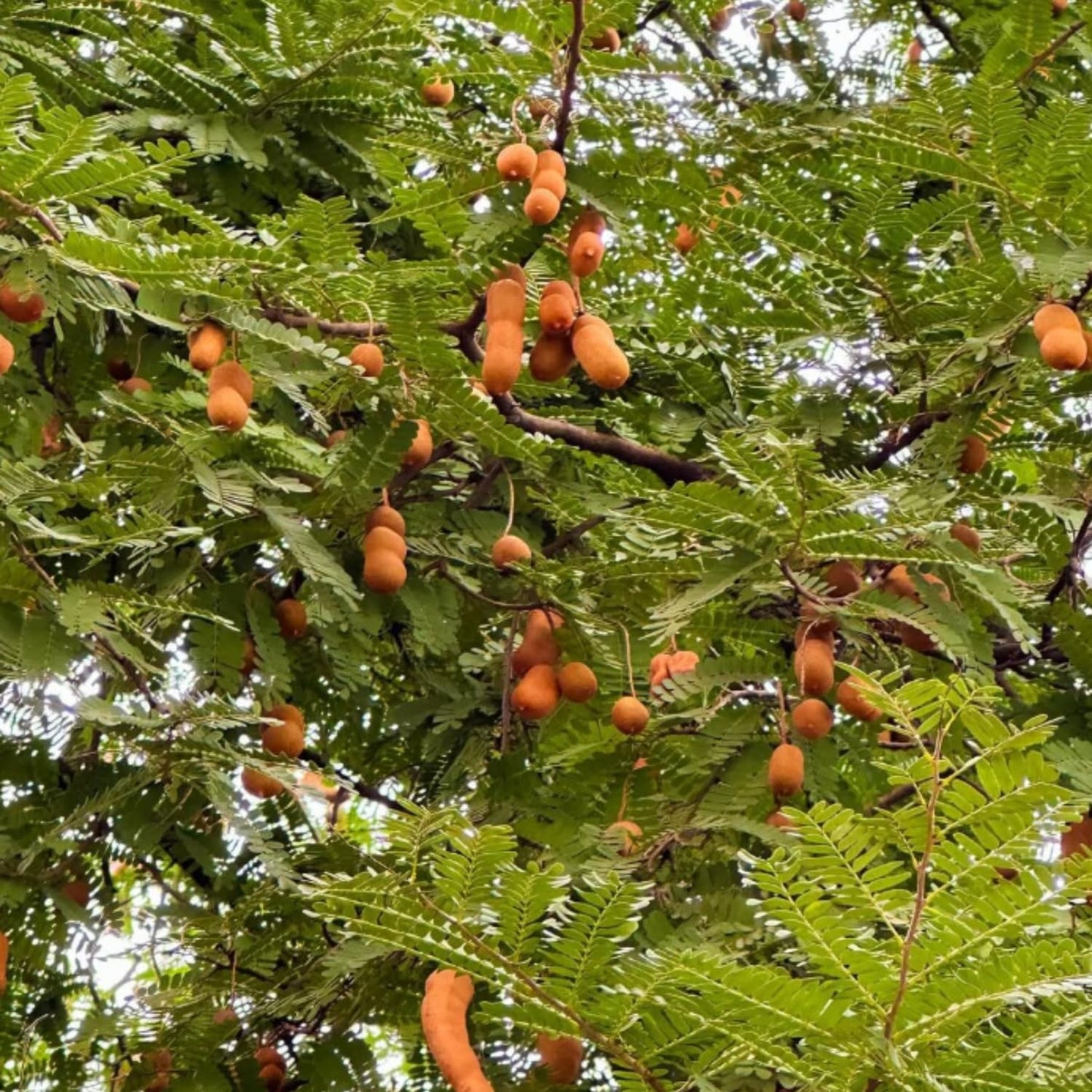 Tamarind Tree Live Plant, Tropical Tamarind Fruit Tree, 2-3 Feet in Gal Pot, Outdoor Planting