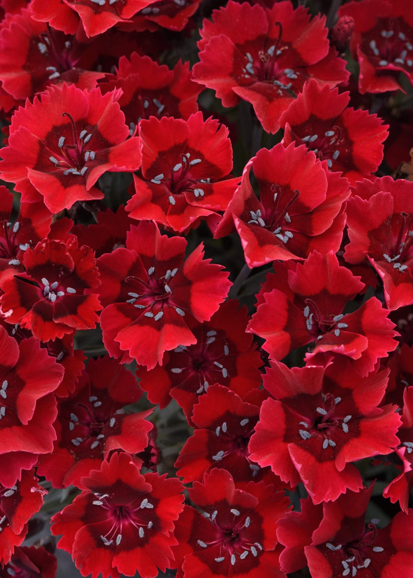 Perennial Farm Marketplace Dianthus x Everlast™ Red (Garden Pinks) Live Perennial, Size-#1 Container, Long-Blooming, Fragrant, Long-Blooming Bright Red Flowers on Upright Foliage