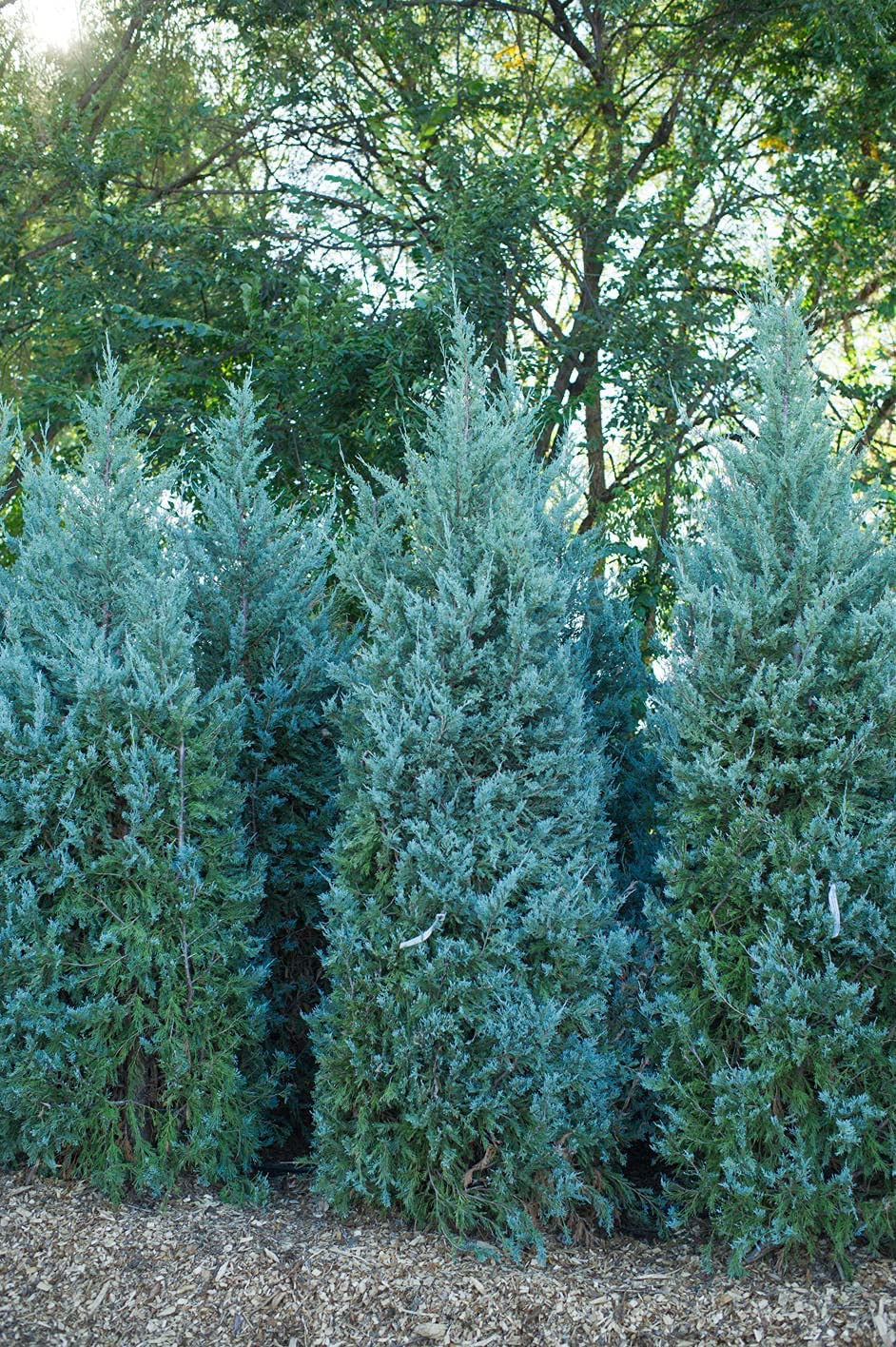 Wichita Blue Juniper | 1 Live Gallon Size Tree | Juniperus Scopulorum | Evergreen Screening Hedging Plant