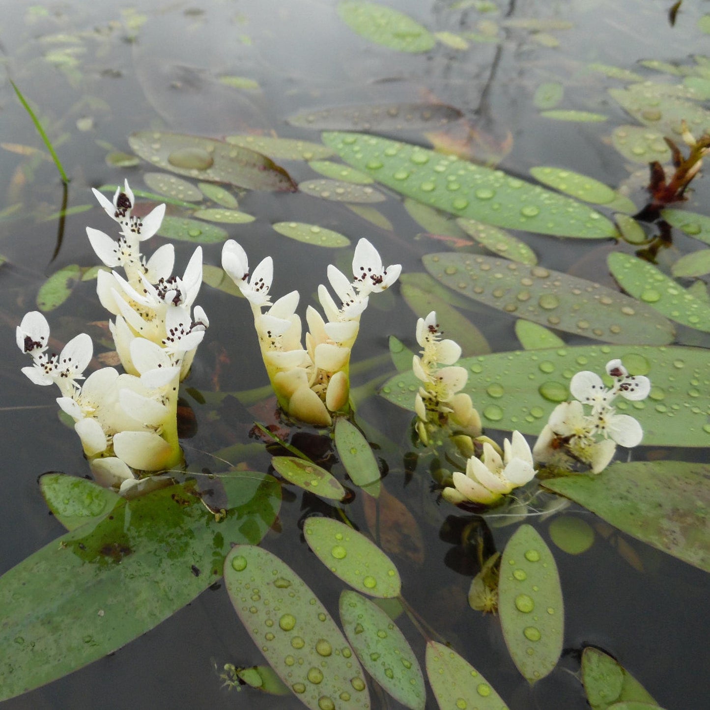 Chalily Live Aquatic Pond Plant Water Hawthorn: Hardy Outdoor Garden Water Pond Plants Lily Like Floating Pads Goldfish Koi Lotus Ponds Loves Shade Sun Flowers Beautiful White Vanilla Scented Lily