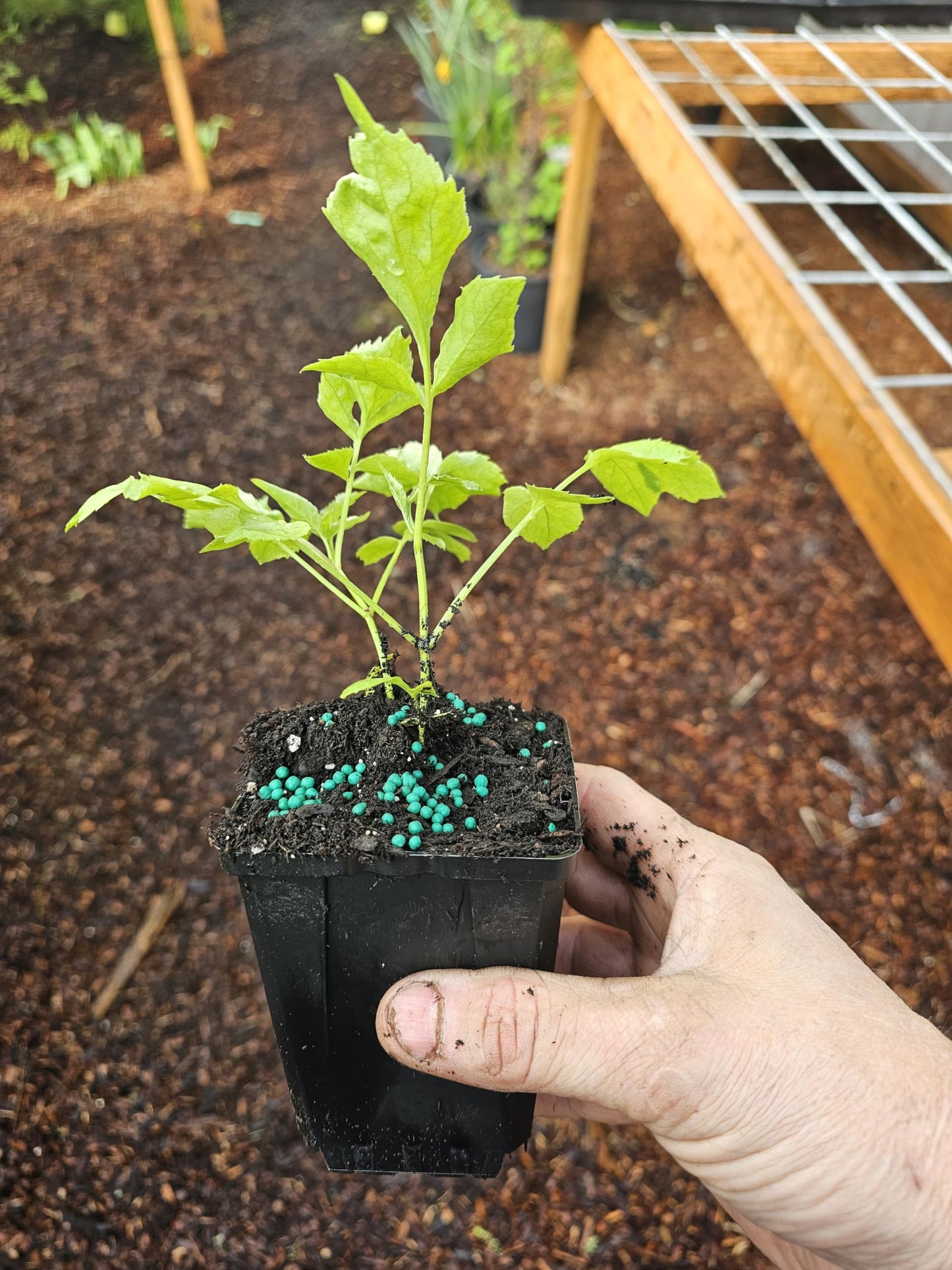 Live Black Elderberry Tree, Edible Berry Bush Plant, Rooted in 4" Pot, Full Sun, Drought Tolerant