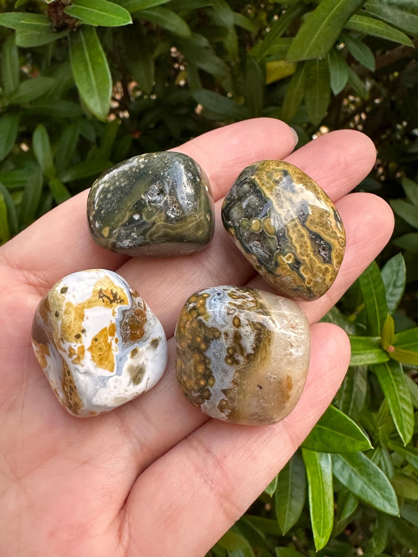 GAF TREASURES 5 Pcs Ocean Jasper Tumbled Stones, Polished Natural Sea Jasper Gemstone, Ocean Jasper Healing Crystals (Ocean Jasper)