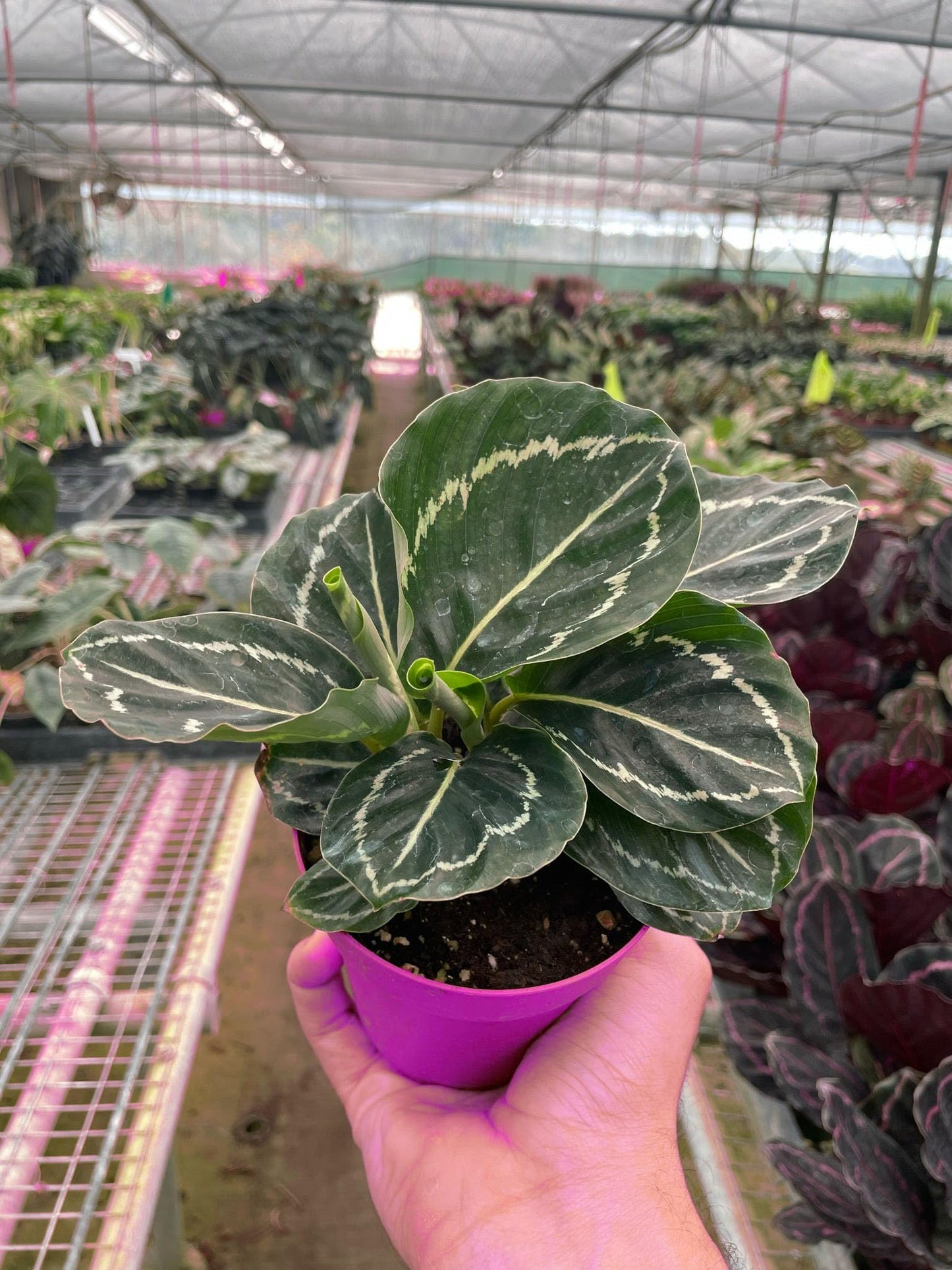 Calathea 'Green Goddess' in 4in Pot - Live Tropical Houseplant - Easy to Grow | Air Purifying | Pet Friendly | Variegated | USA Growers | The Snobby Leaf