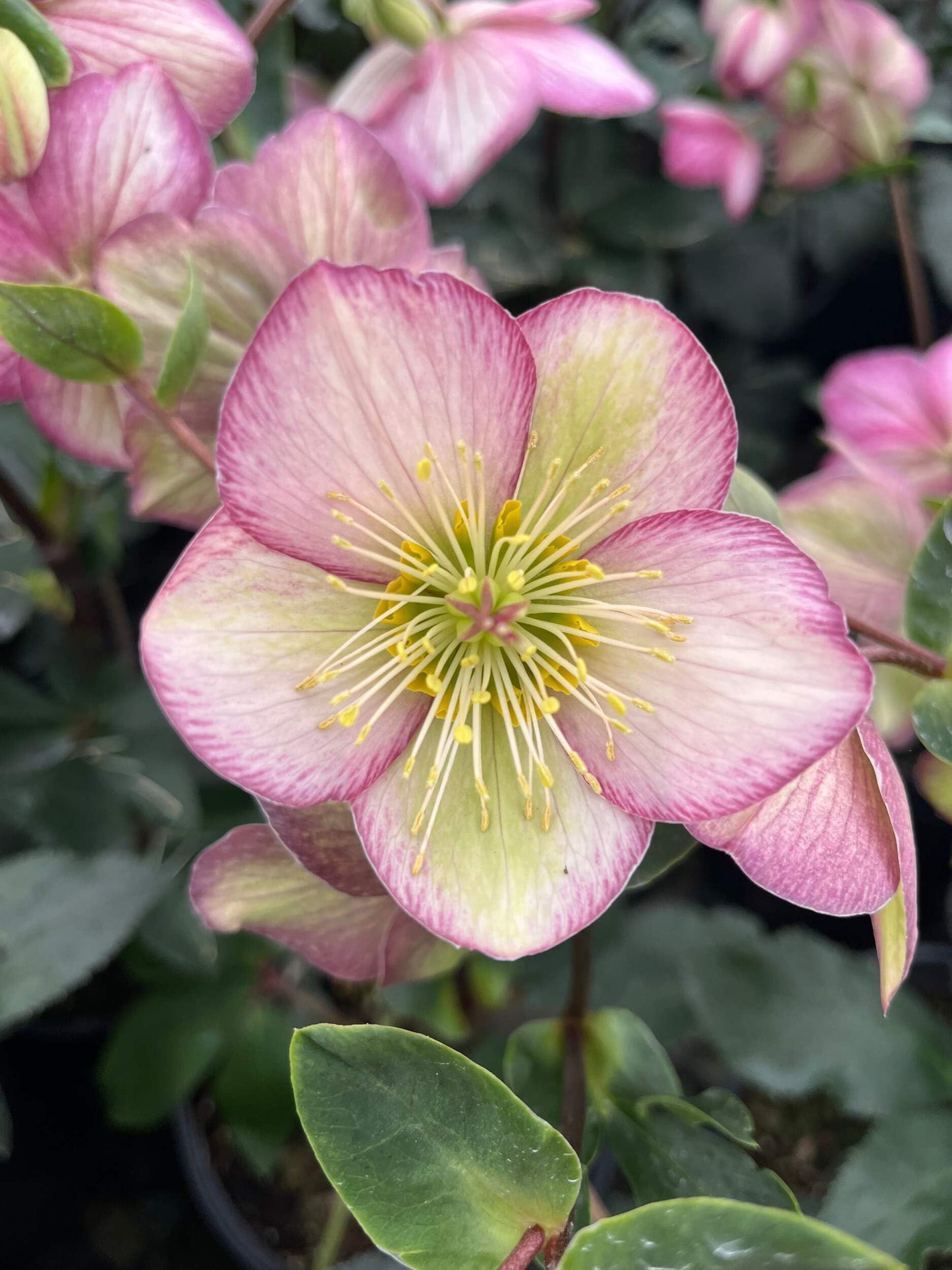Perennial Farm Marketplace Helleborus HGC® Ice N' Roses® Picotee (Lenten Rose) Live Perennial, Size-#1 Container, Light Pink to White Winter Flowers with Dark Green Evergreen Foliage
