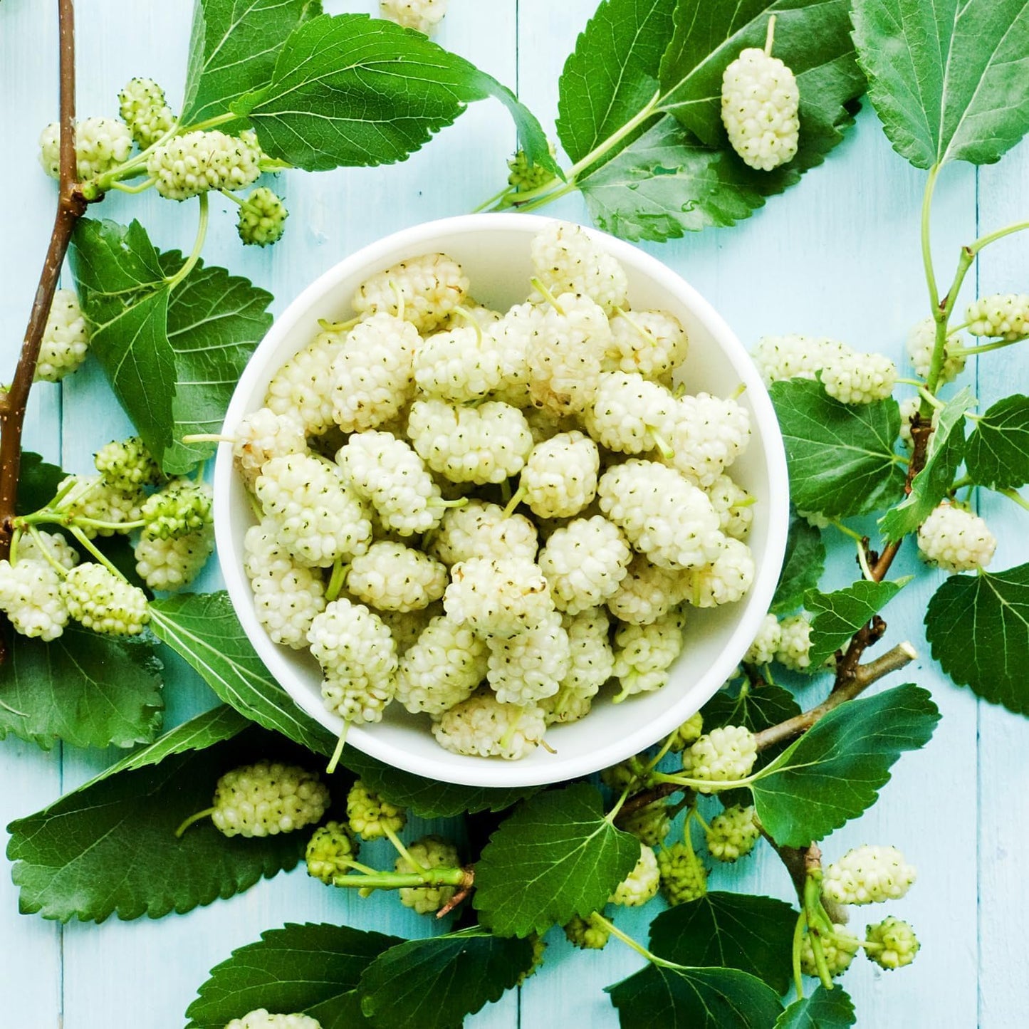 White Mulberry Plant - 10-18" Tall Live Plant - Sweet Mulberry Fruit Tree for Planting - Edible Berries Seedling - Murus Alba