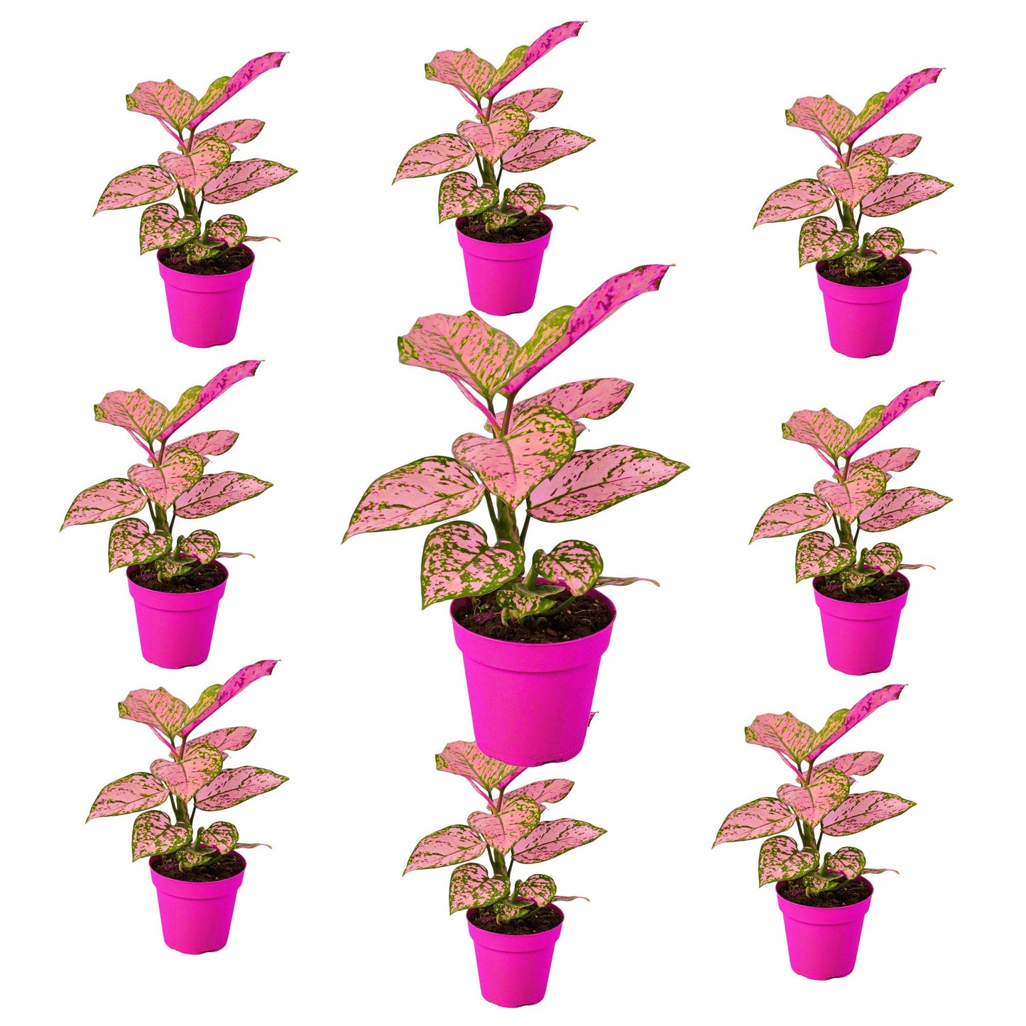 9 Pack Chinese Evergreen 'Lady Valentine' in 2in Pot - Live Plants Tropical Houseplants | Variegated | USA Growers | The Snobby Leaf