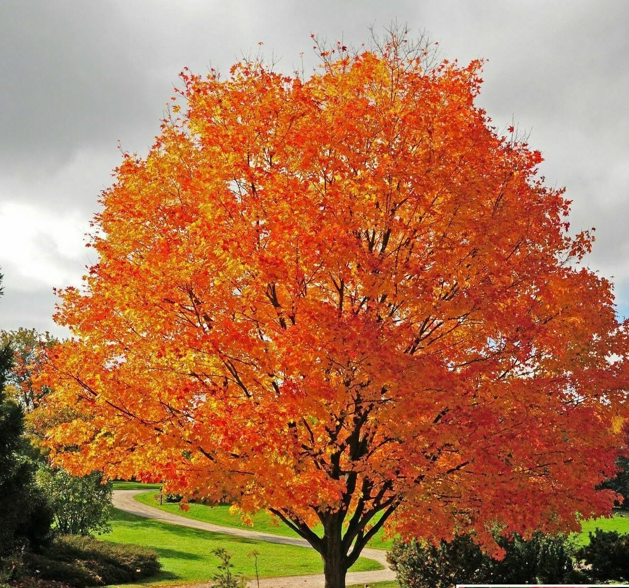 Live Plant - Sugar Maple Tree - 24-36" Tall Seedling, 2-3 Ft Tall Live Plant - Acer Saccharum