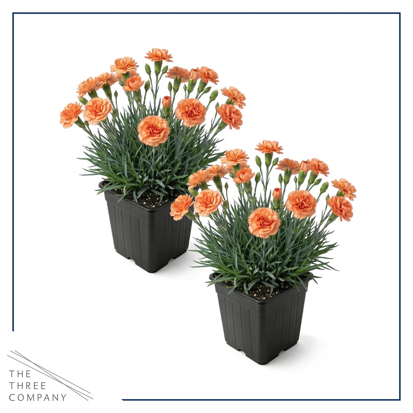 Live Dianthus 2-Pack – Orange Sparkler – Fragrant Spring Perennial, Deer Resistant, 10” Tall, 1 Qt Pot