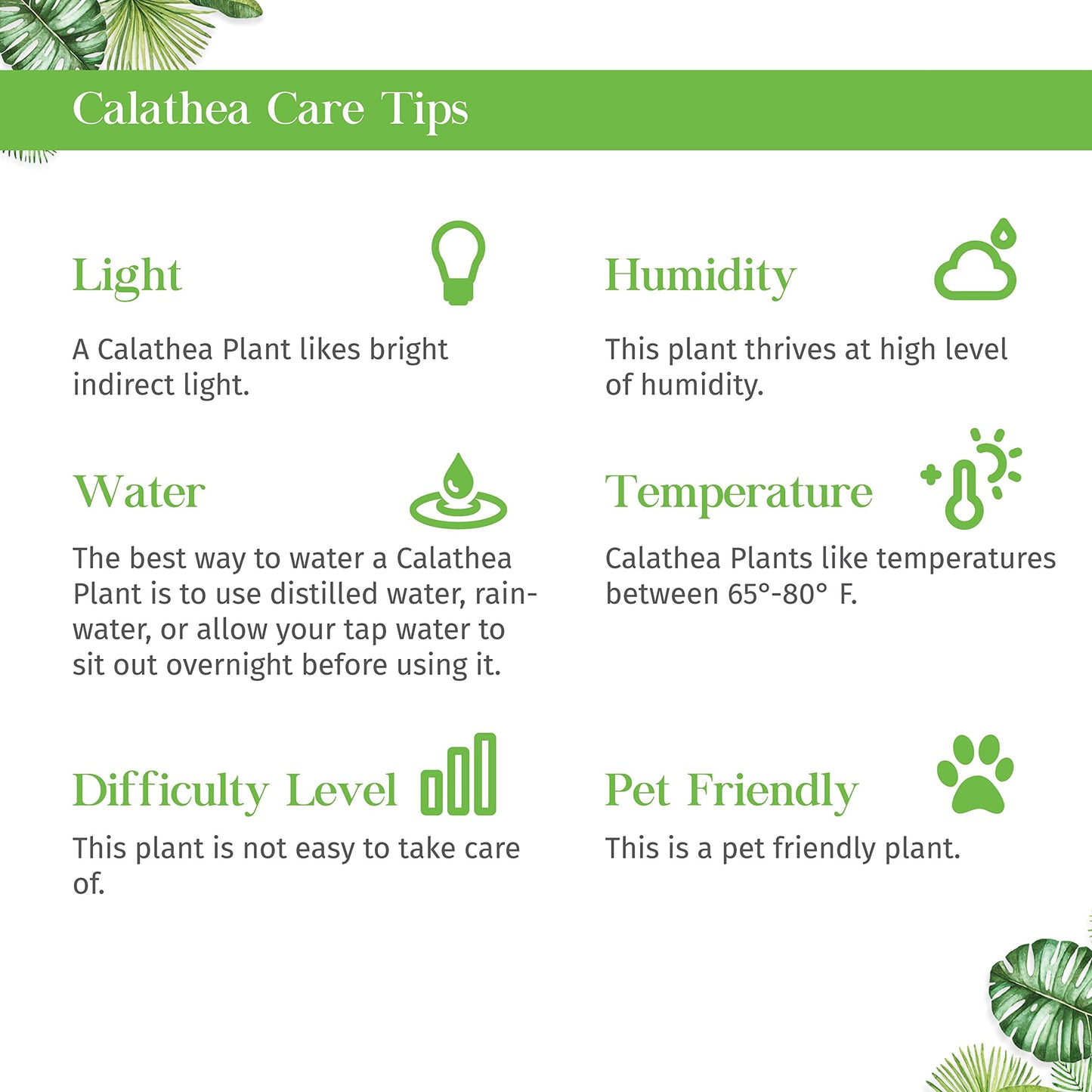 Calathea Vittata Live Plant for Indoor | Different Houseplants in 4'' & 6'' Pot | Real House Plant for Living Room, Office, Desk & Bathroom | Peacock Plant | Zebra Plant