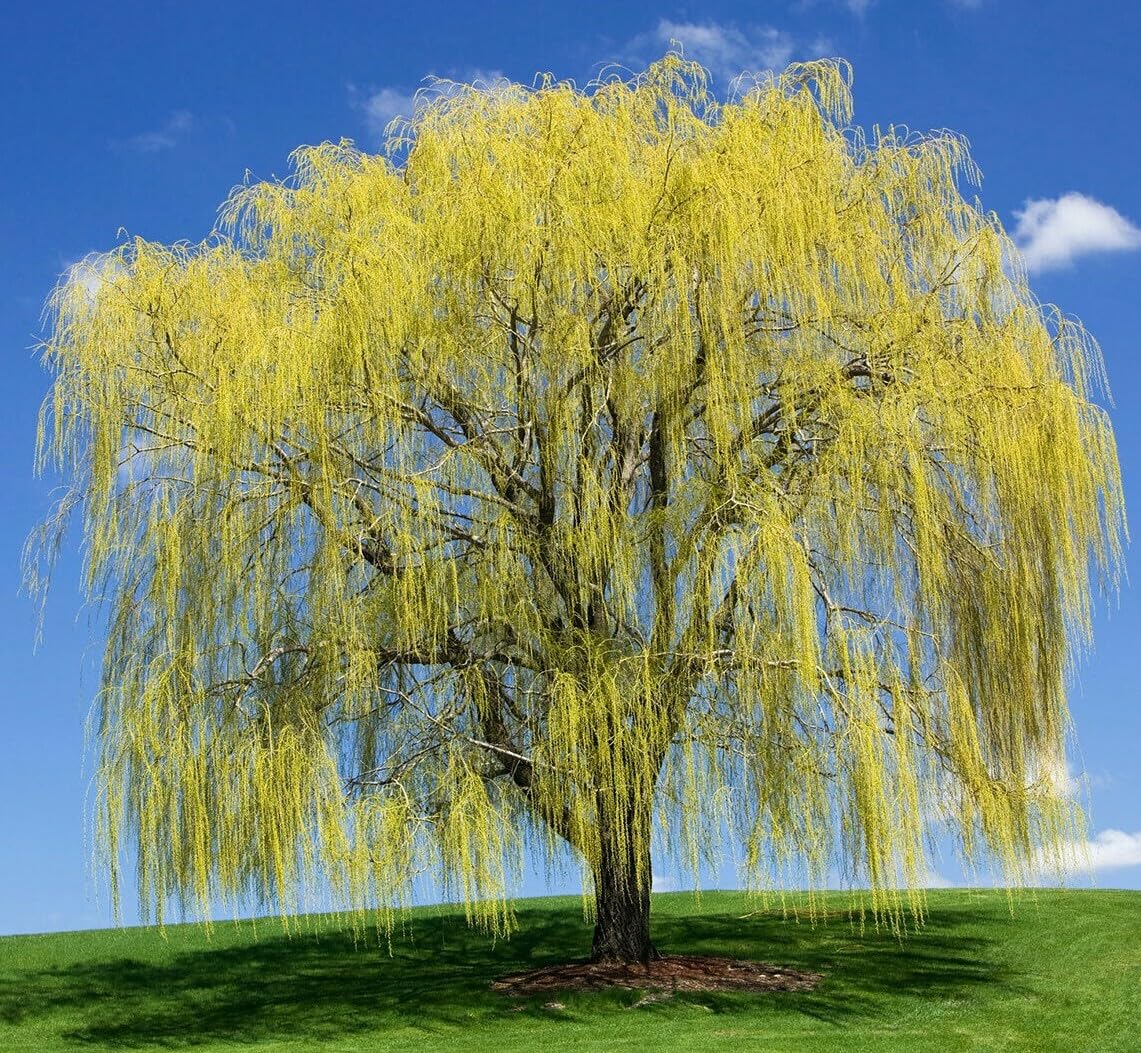 Live Plant - Weeping Willow Tree - 24-36" Tall - Live Plant - Bareroot - Salix babylonica